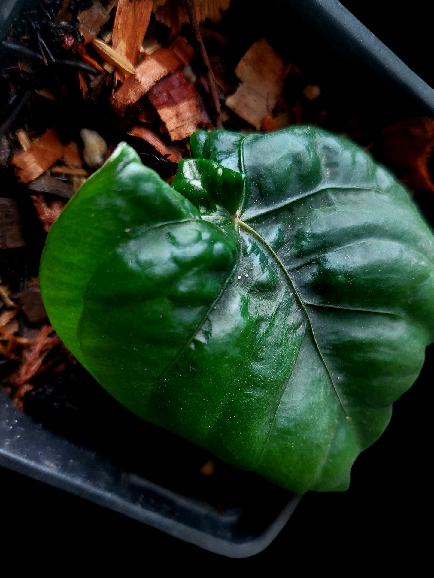 Anthurium Dressleri "Bocas del Toro" Dark Wild Ecotype (EXACT PLANT)