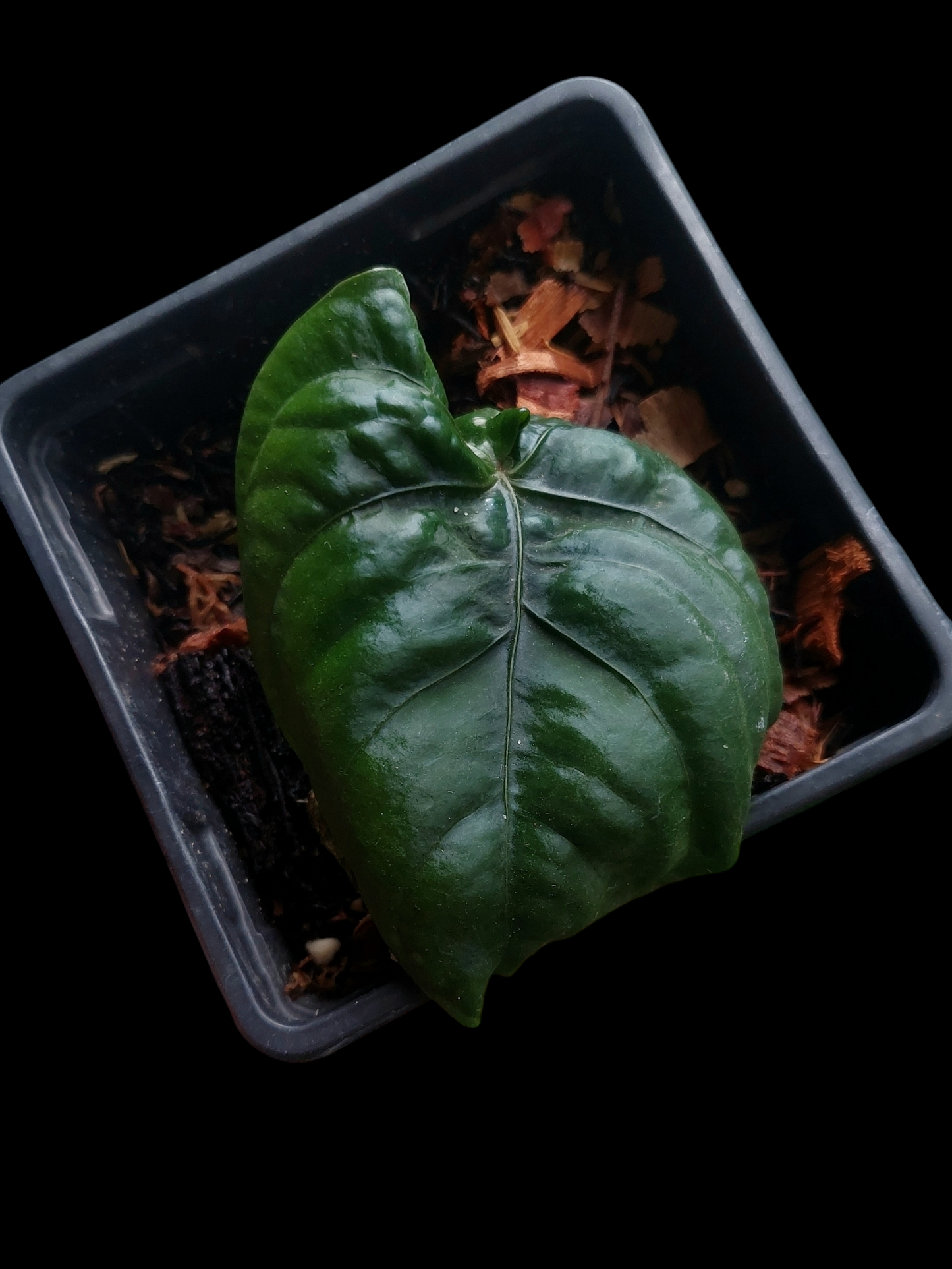 Anthurium Dressleri "Bocas del Toro" Dark Wild Ecotype (EXACT PLANT)