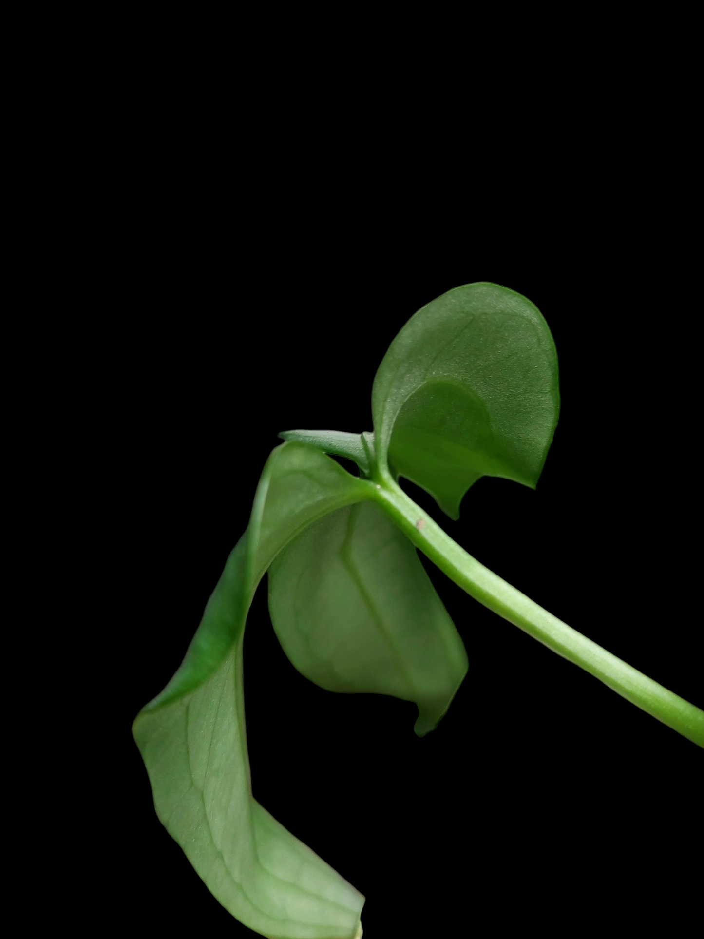 Anthurium sp. "Silver Fingers" Small Size (EXACT PLANT)