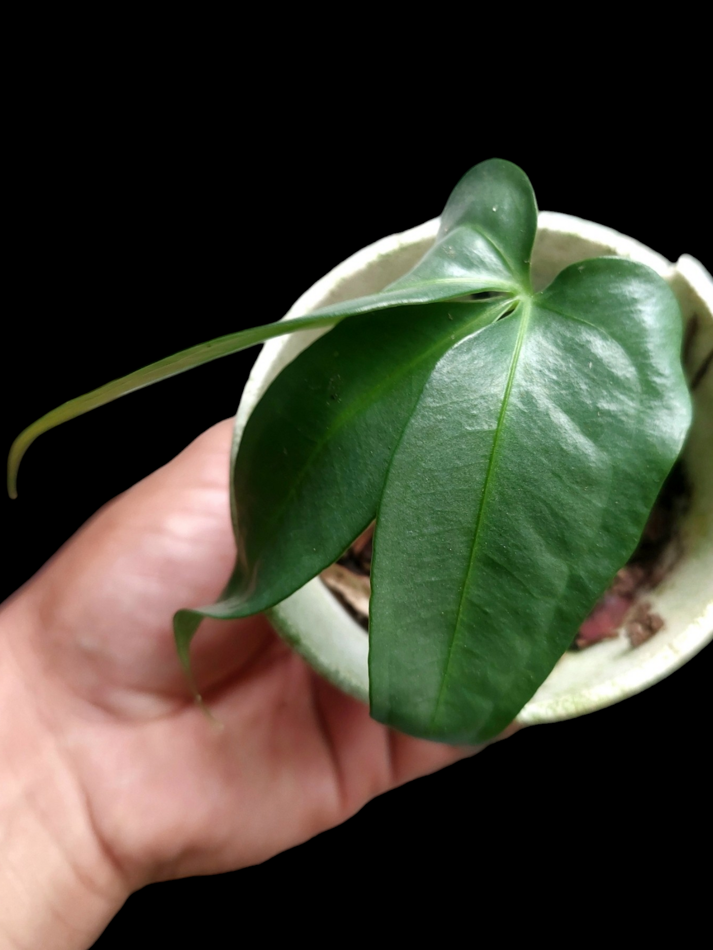 Anthurium sp. "Silver Fingers" Small Size (EXACT PLANT)