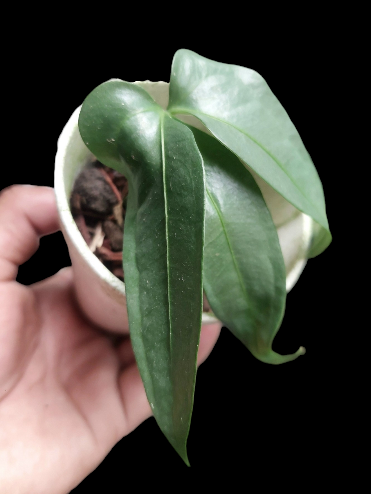 Anthurium sp. "Silver Fingers" Small Size (EXACT PLANT)