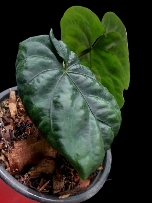 Anthurium Dressleri "Bocas del Toro" Dark Wild Ecotype 2 Leaves (EXACT PLANT)