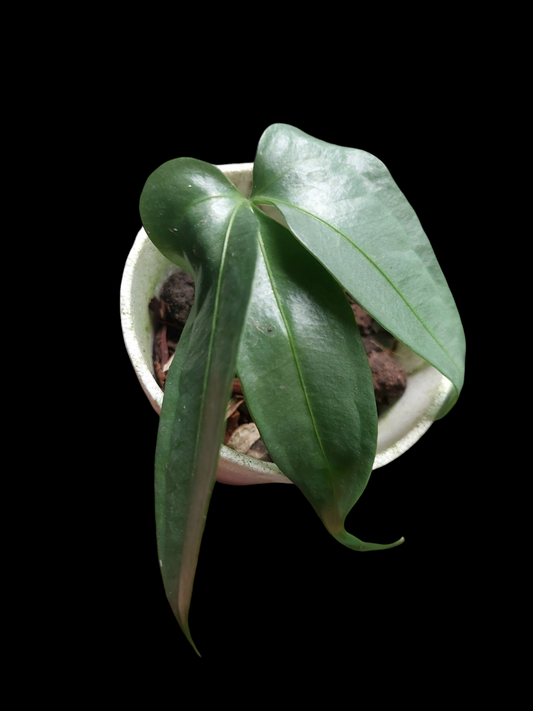 Anthurium sp. "Silver Fingers" Small Size (EXACT PLANT)