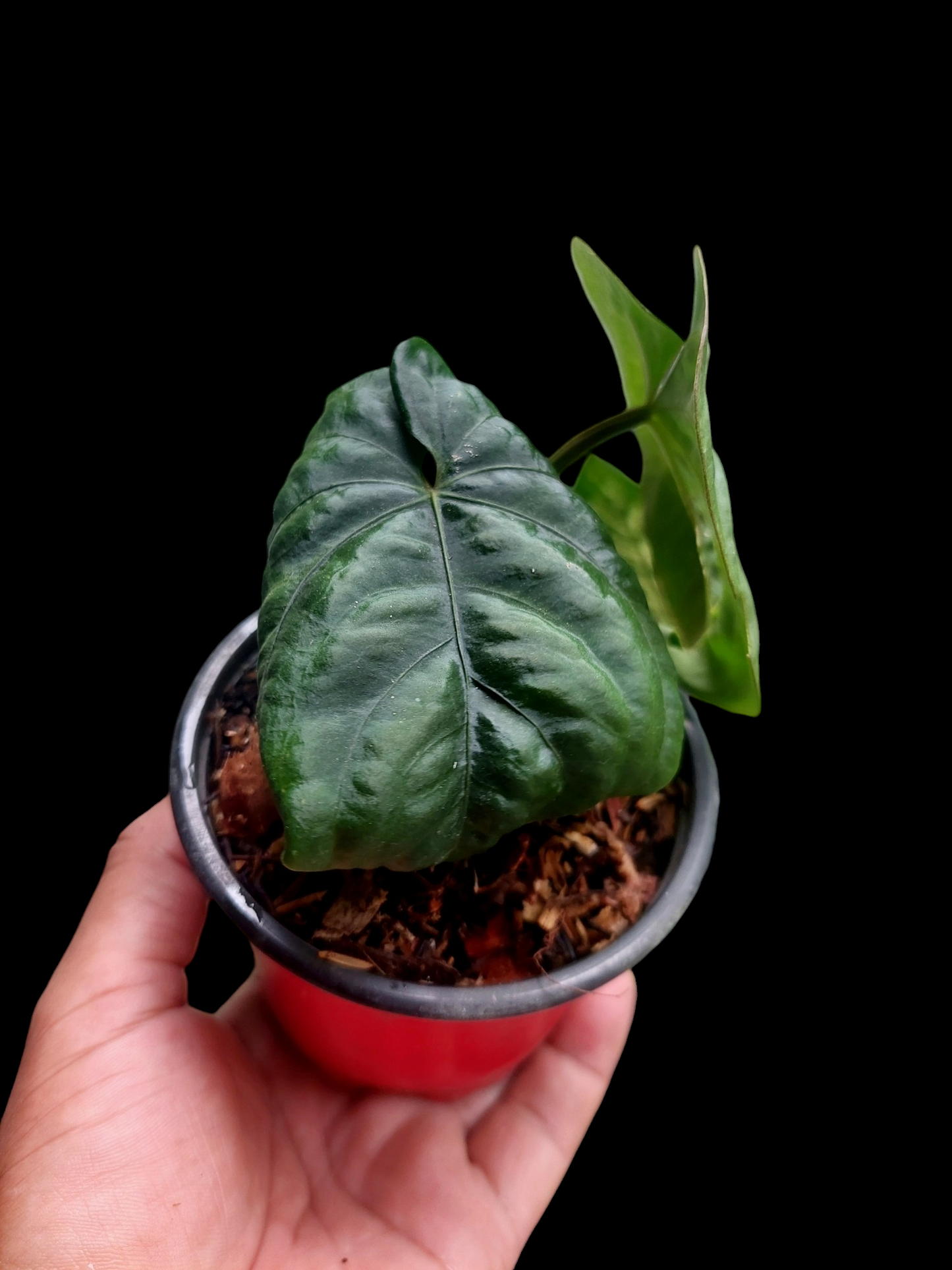 Anthurium Dressleri "Bocas del Toro" Dark Wild Ecotype 2 Leaves (EXACT PLANT)