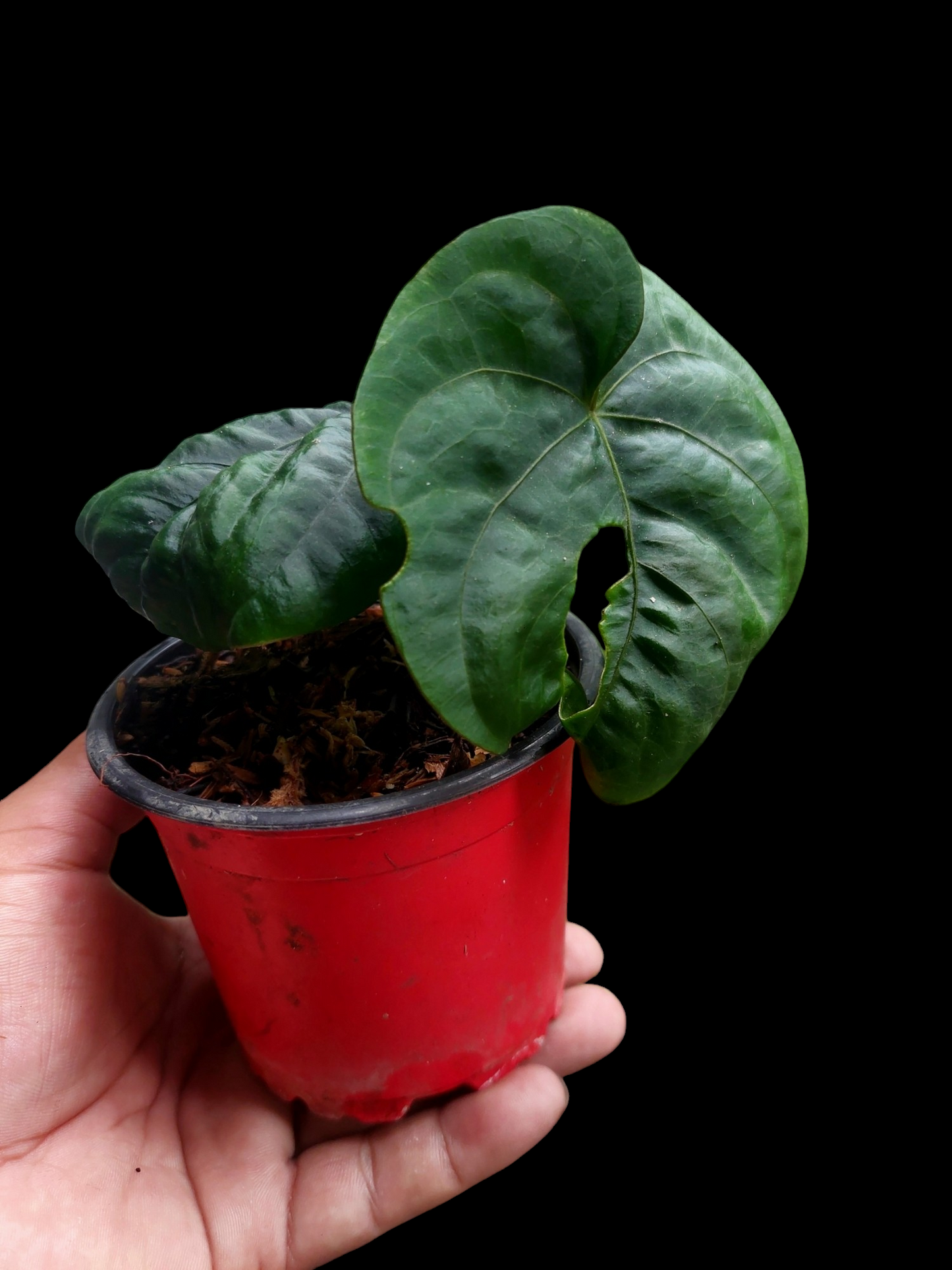 Anthurium Dressleri "Bocas del Toro" Dark Wild Ecotype 2 Leaves (EXACT PLANT)