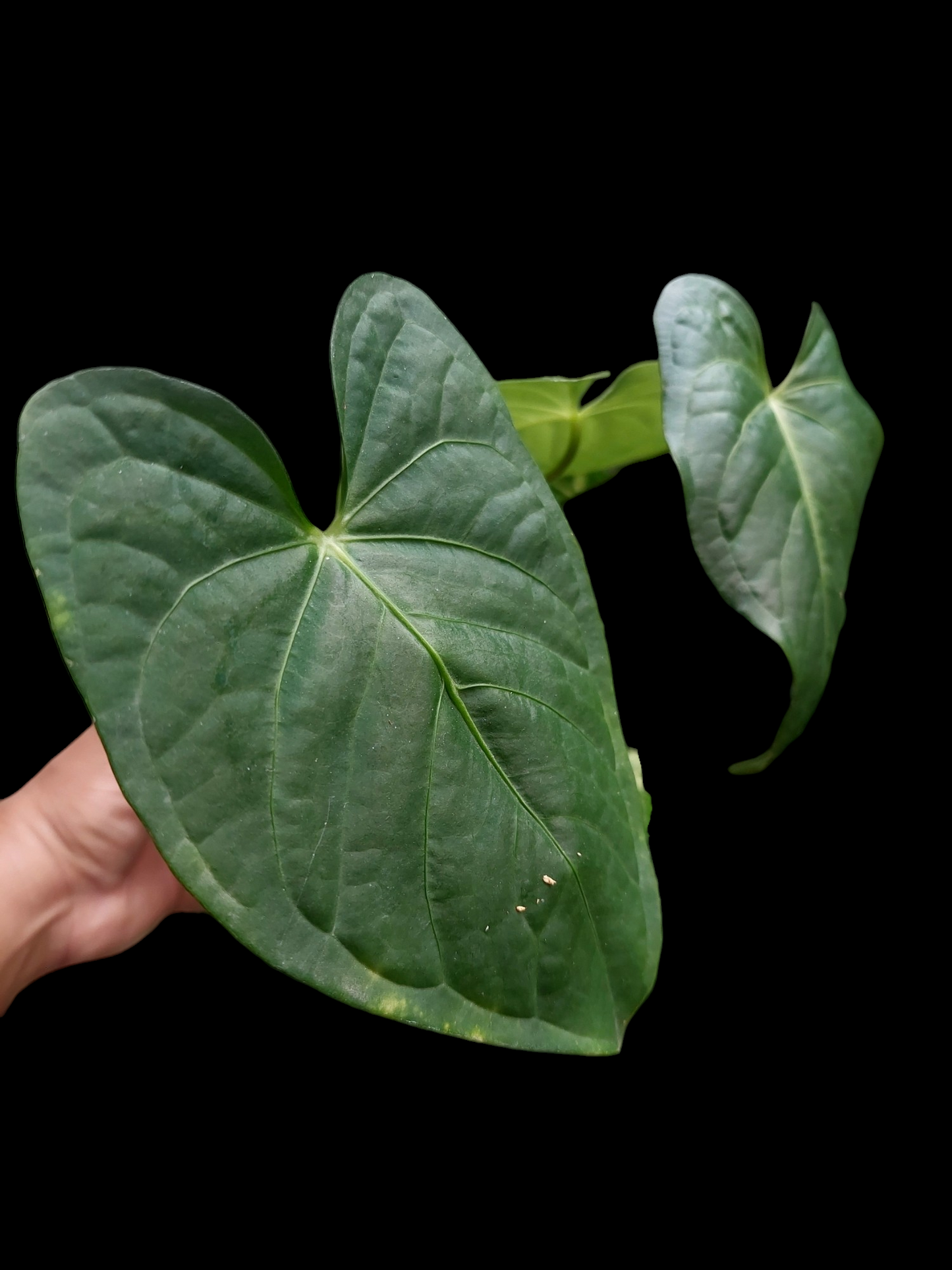 Anthurium sp. "Tarapoto Dark Velvet" Wild Ecotype Small Size 3 Leaves (EXACT PLANT)