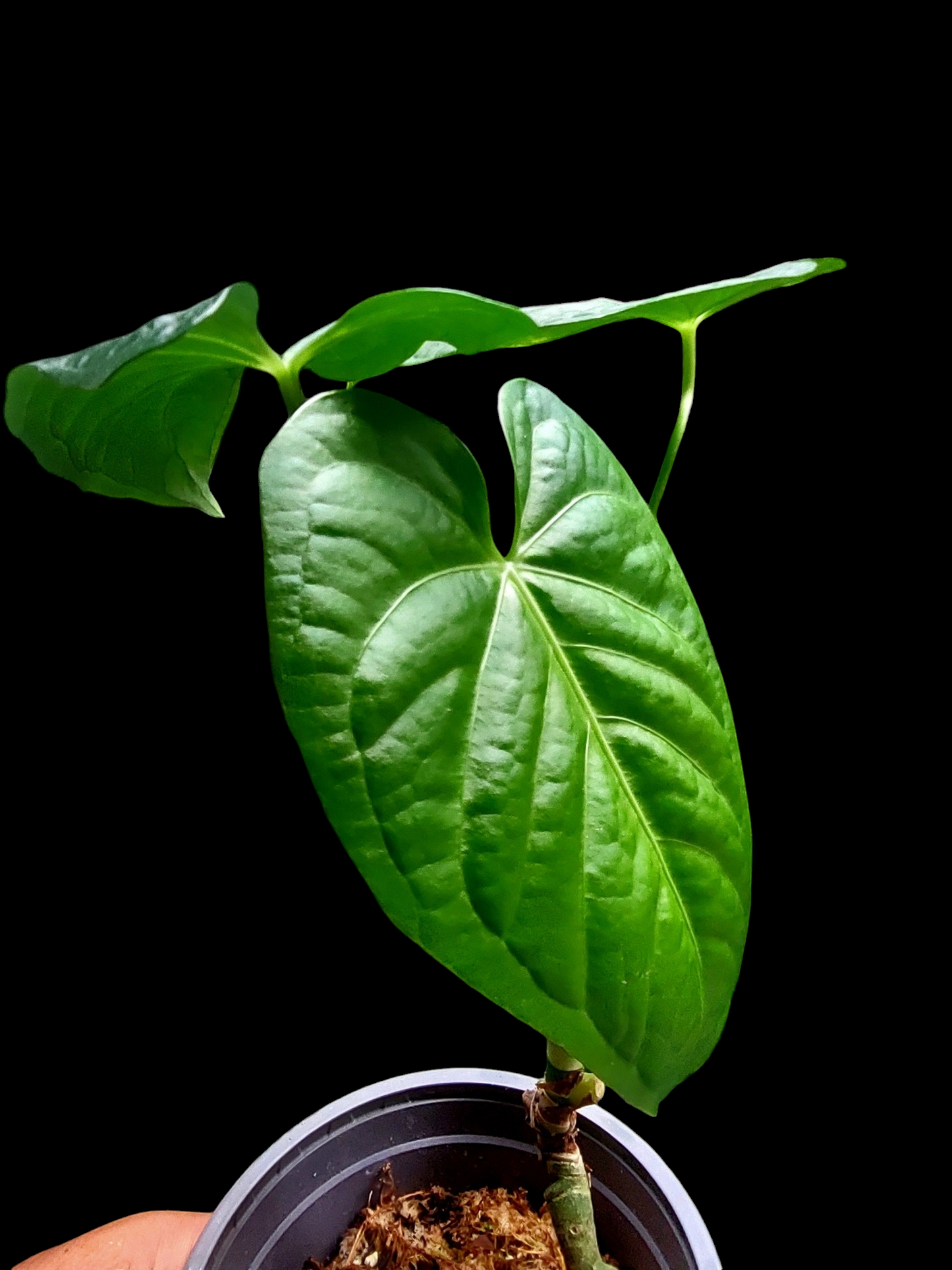 Anthurium sp. "Tarapoto Dark Velvet" Wild Ecotype Small Size 3 Leaves (EXACT PLANT)