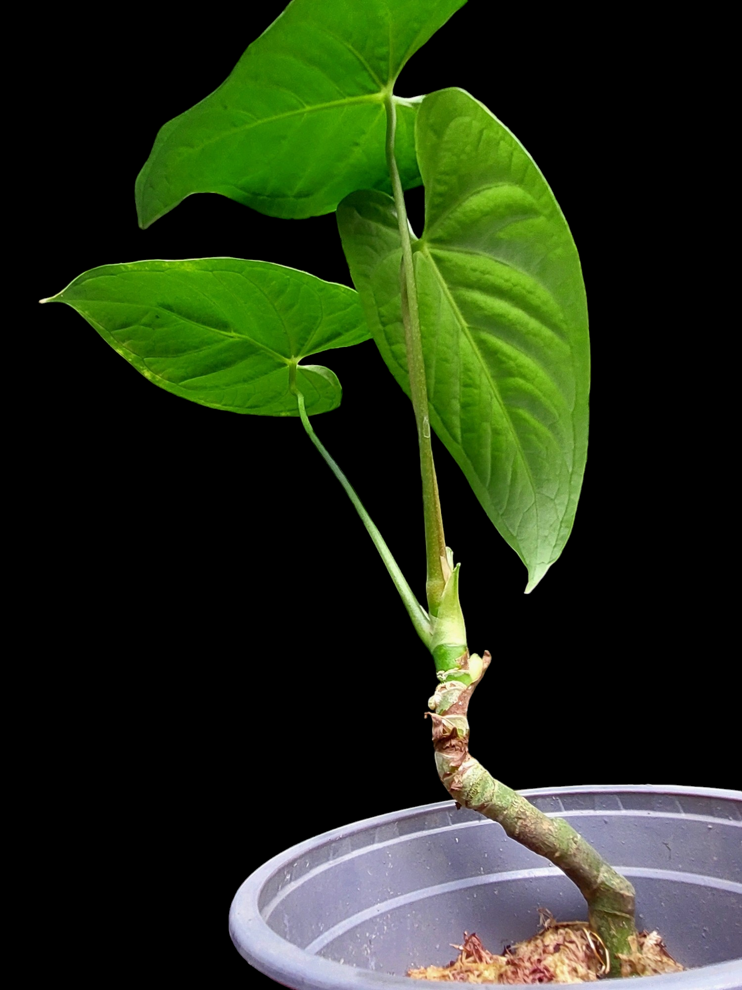 Anthurium sp. "Tarapoto Dark Velvet" Wild Ecotype Small Size 3 Leaves (EXACT PLANT)