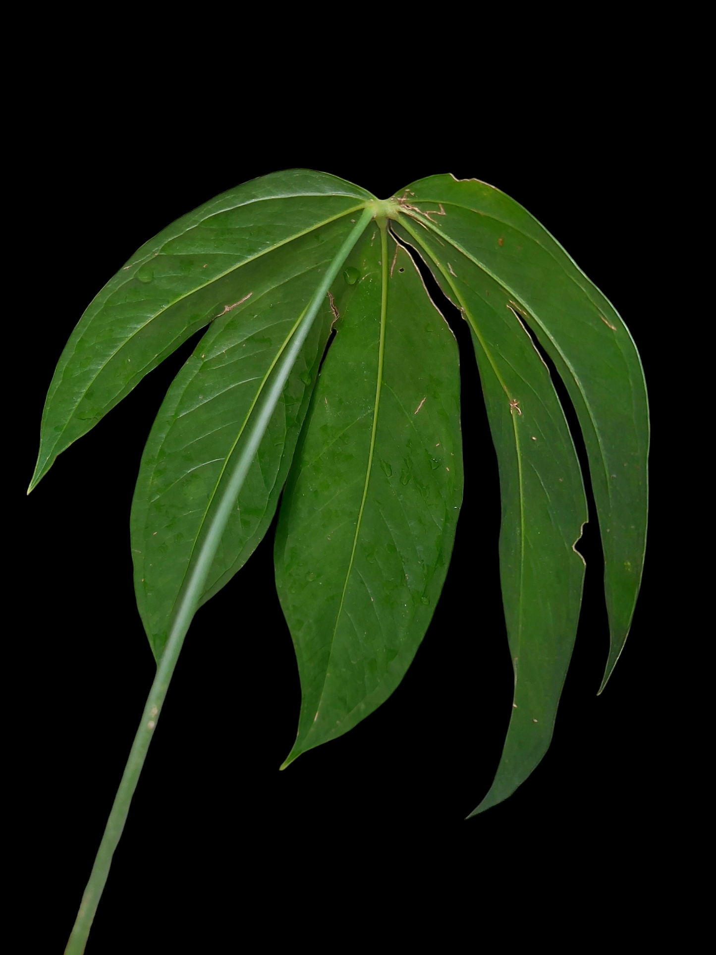 Anthurium sp. "Pentalum"(EXACT PLANT)