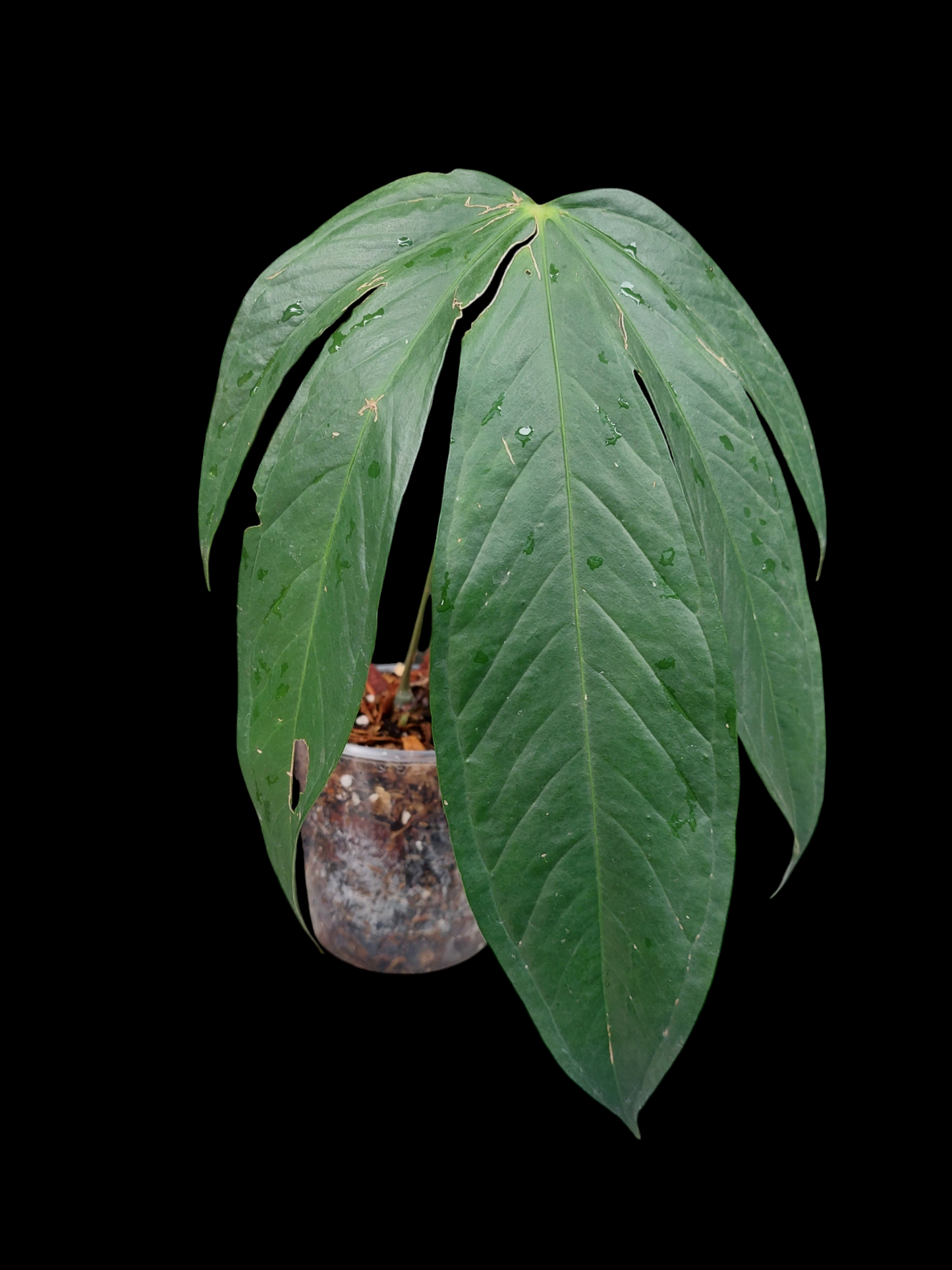 Anthurium sp. "Pentalum"(EXACT PLANT)