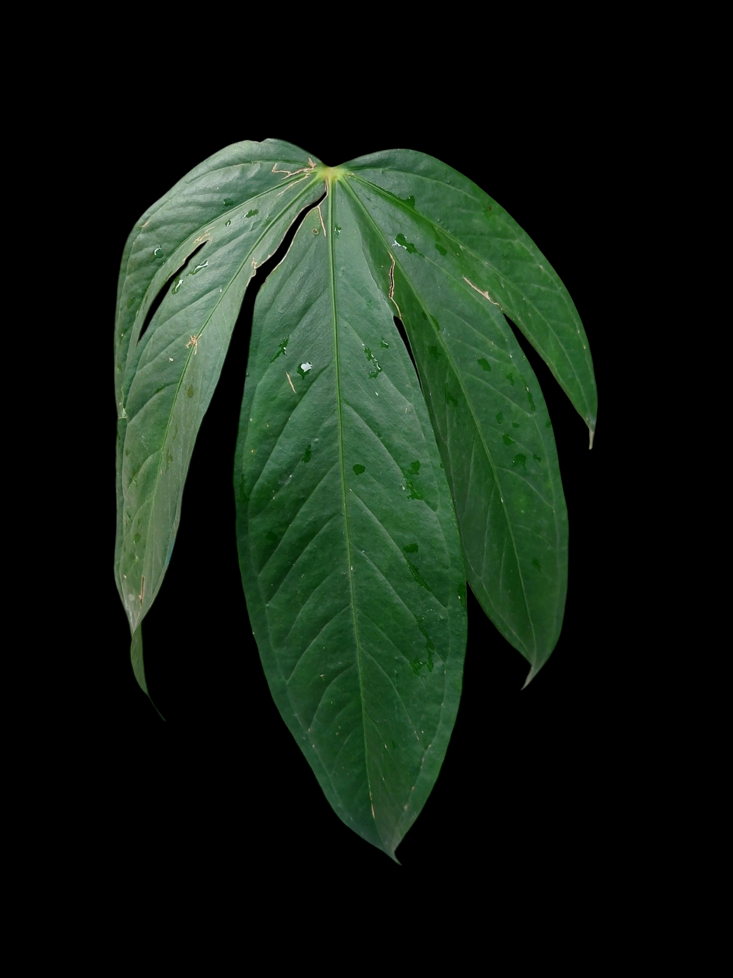 Anthurium sp. "Pentalum"(EXACT PLANT)