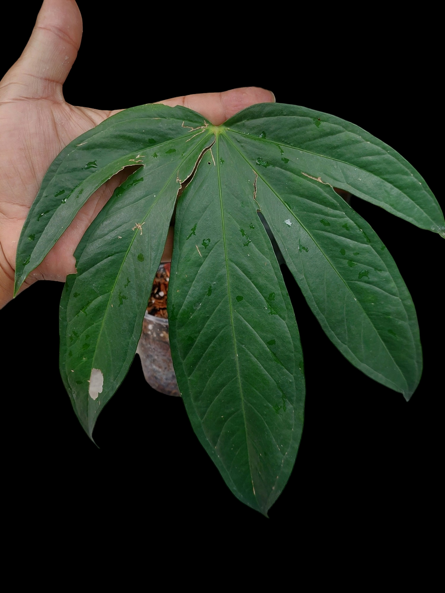 Anthurium sp. "Pentalum"(EXACT PLANT)