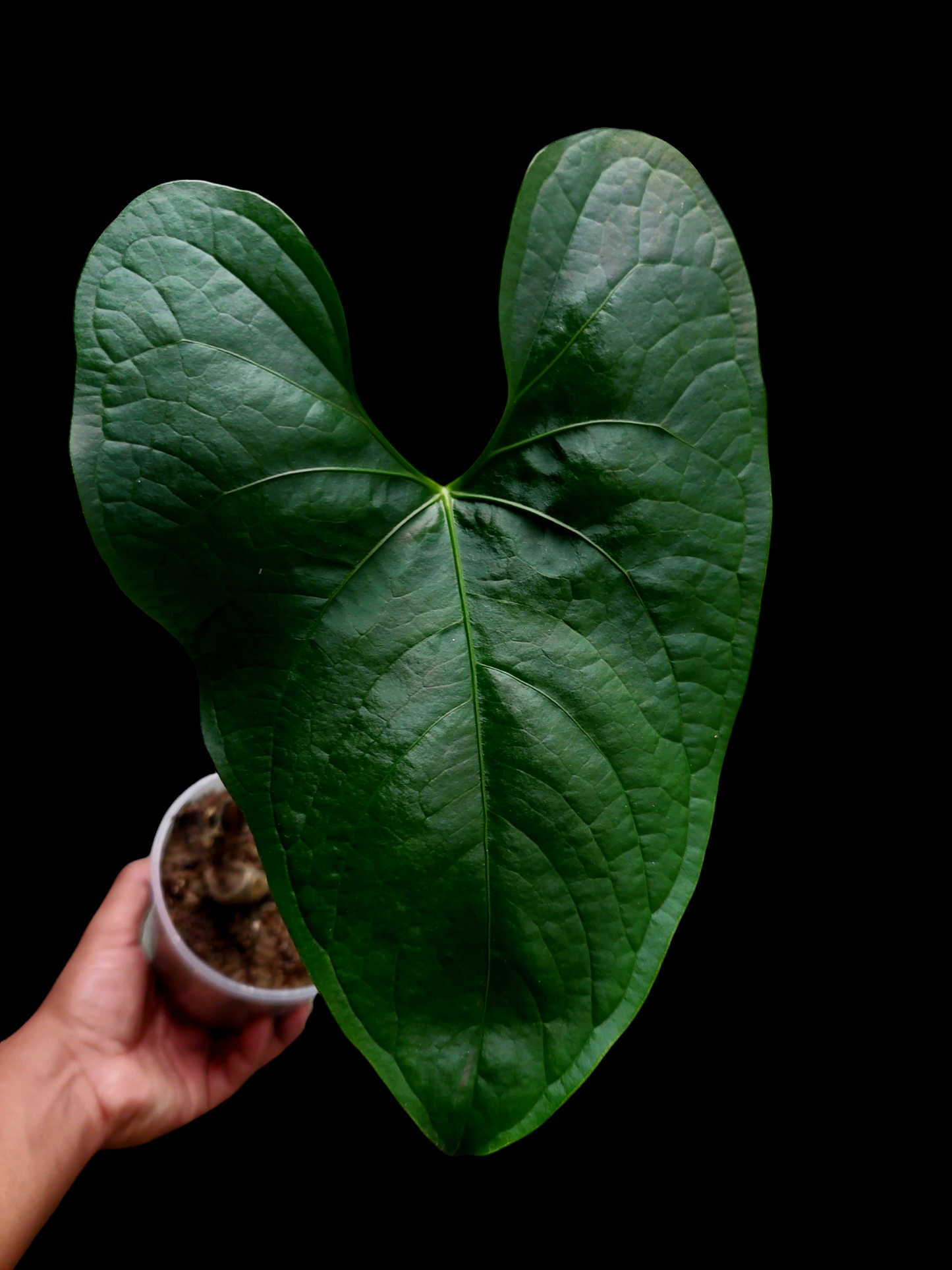 Anthurium sp. 'Peru Dark' Wild Ecotype (EXACT PLANT)