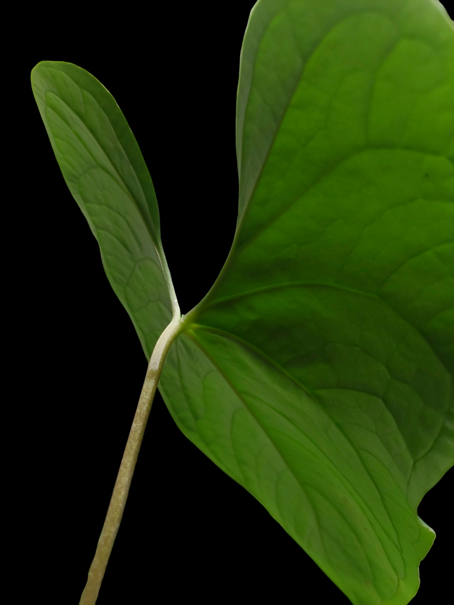 Anthurium sp. 'Peru Dark' Wild Ecotype (EXACT PLANT)