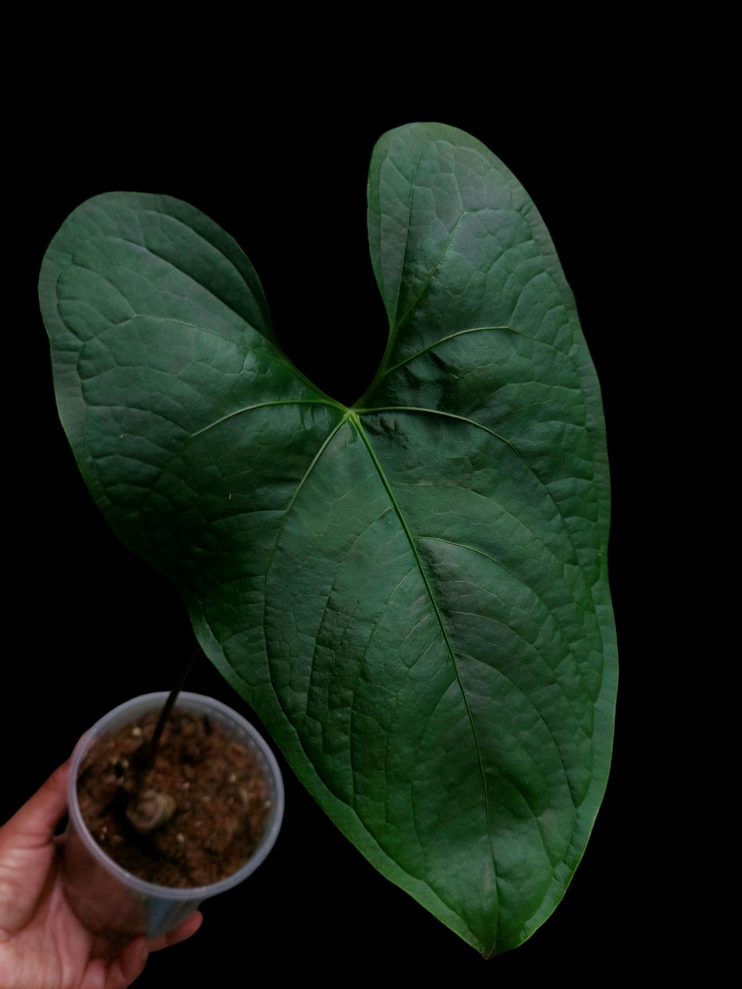 Anthurium sp. 'Peru Dark' Wild Ecotype (EXACT PLANT)