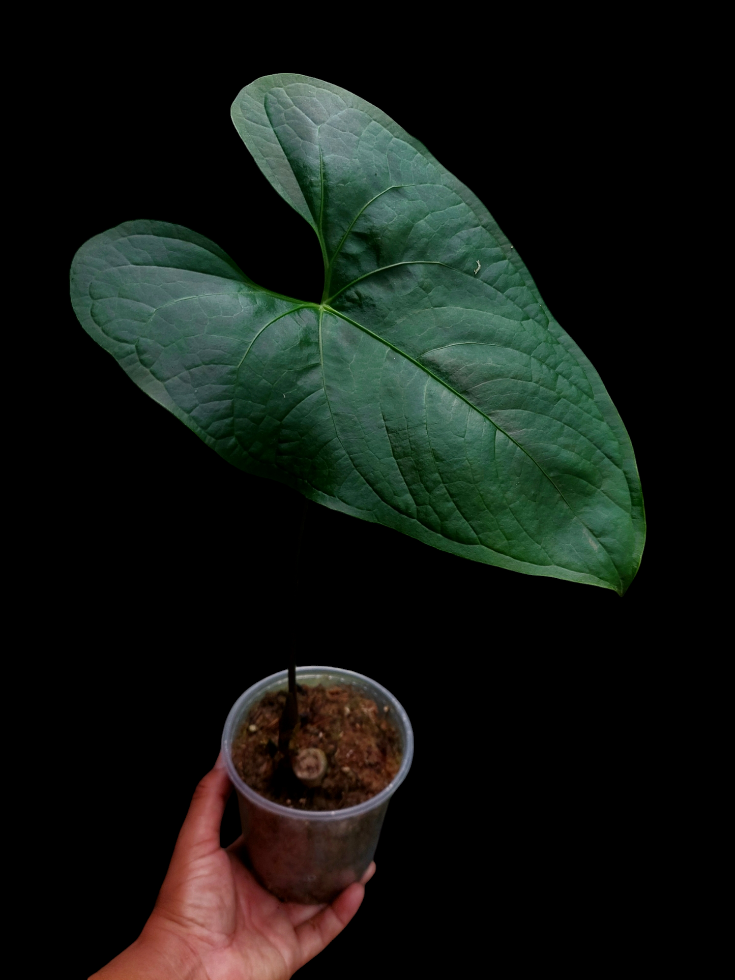 Anthurium sp. 'Peru Dark' Wild Ecotype (EXACT PLANT)