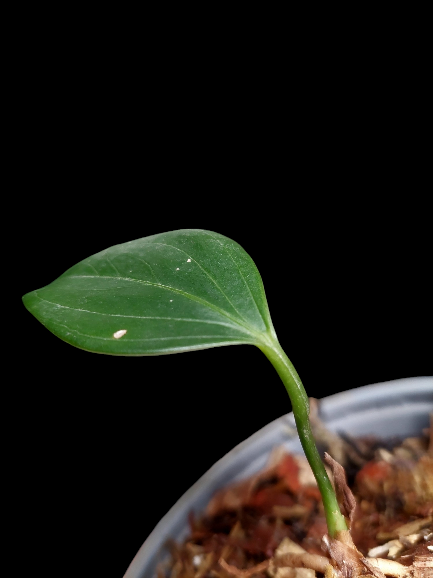 Anthurium sp. 'Deltoide' XSmall Size (EXACT PLANT)