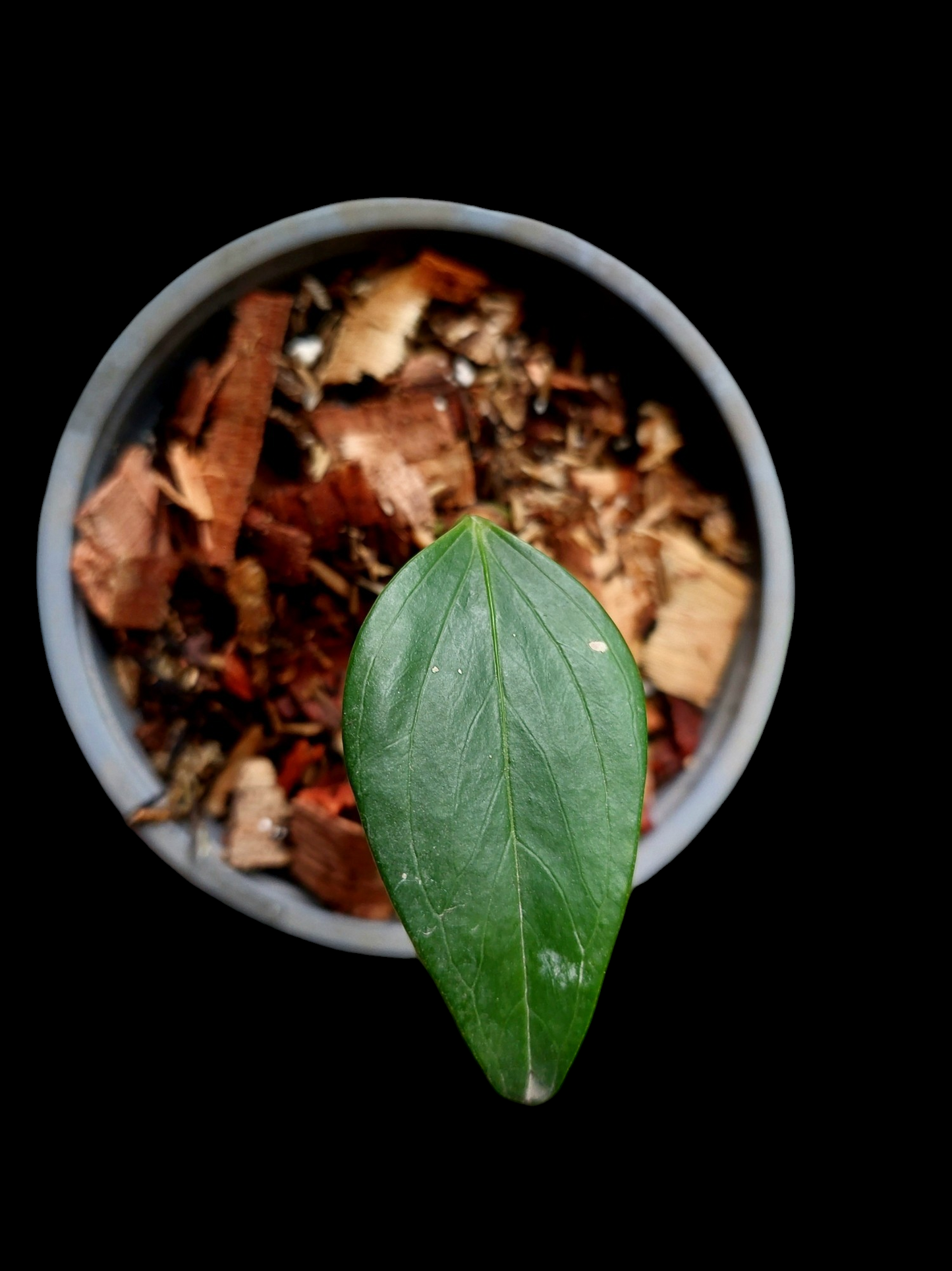 Anthurium sp. 'Deltoide' XSmall Size (EXACT PLANT)