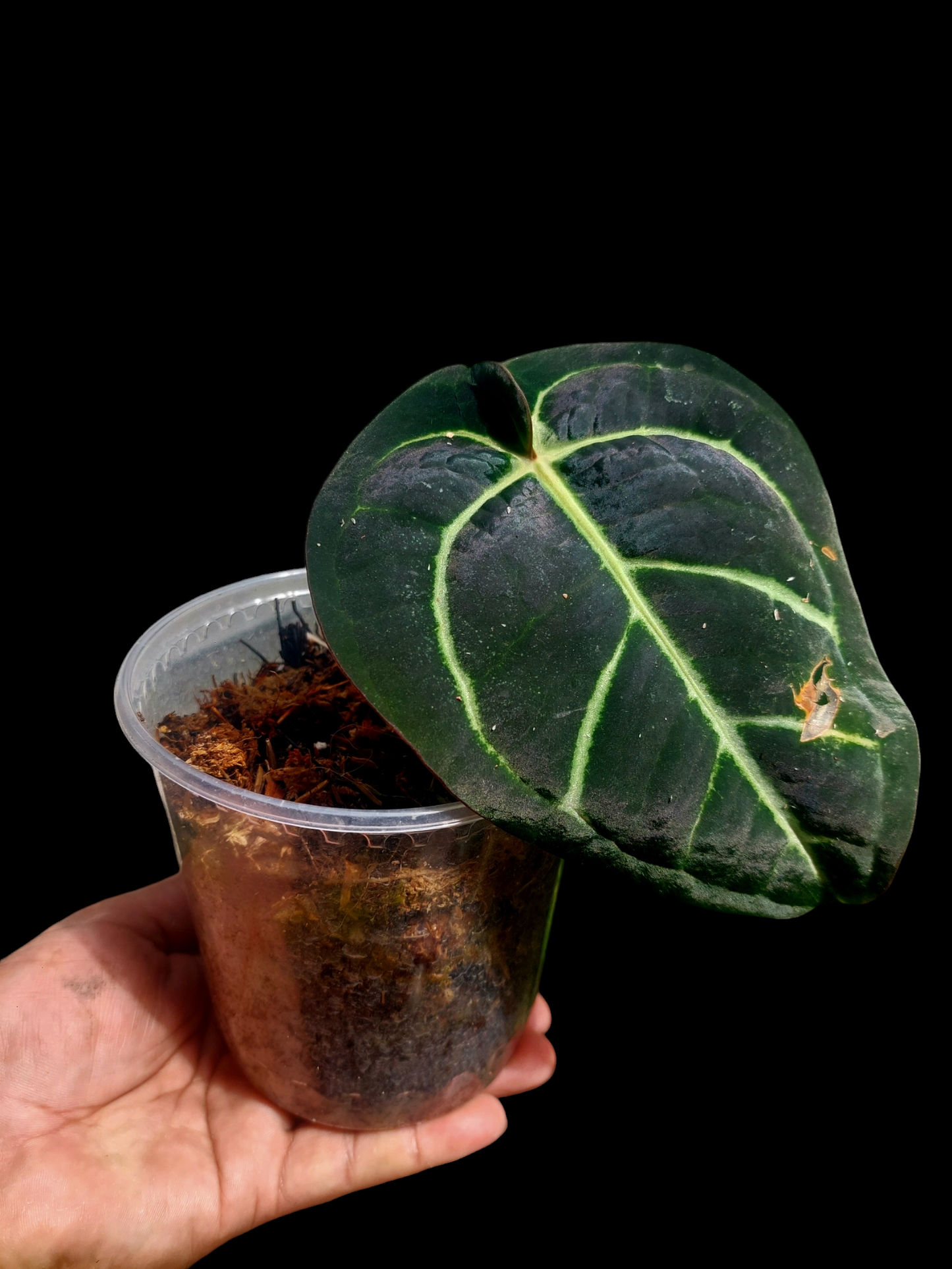 Anthurium Carlablackiae Pure Specie Wild Ecotype (EXACT PLANT)