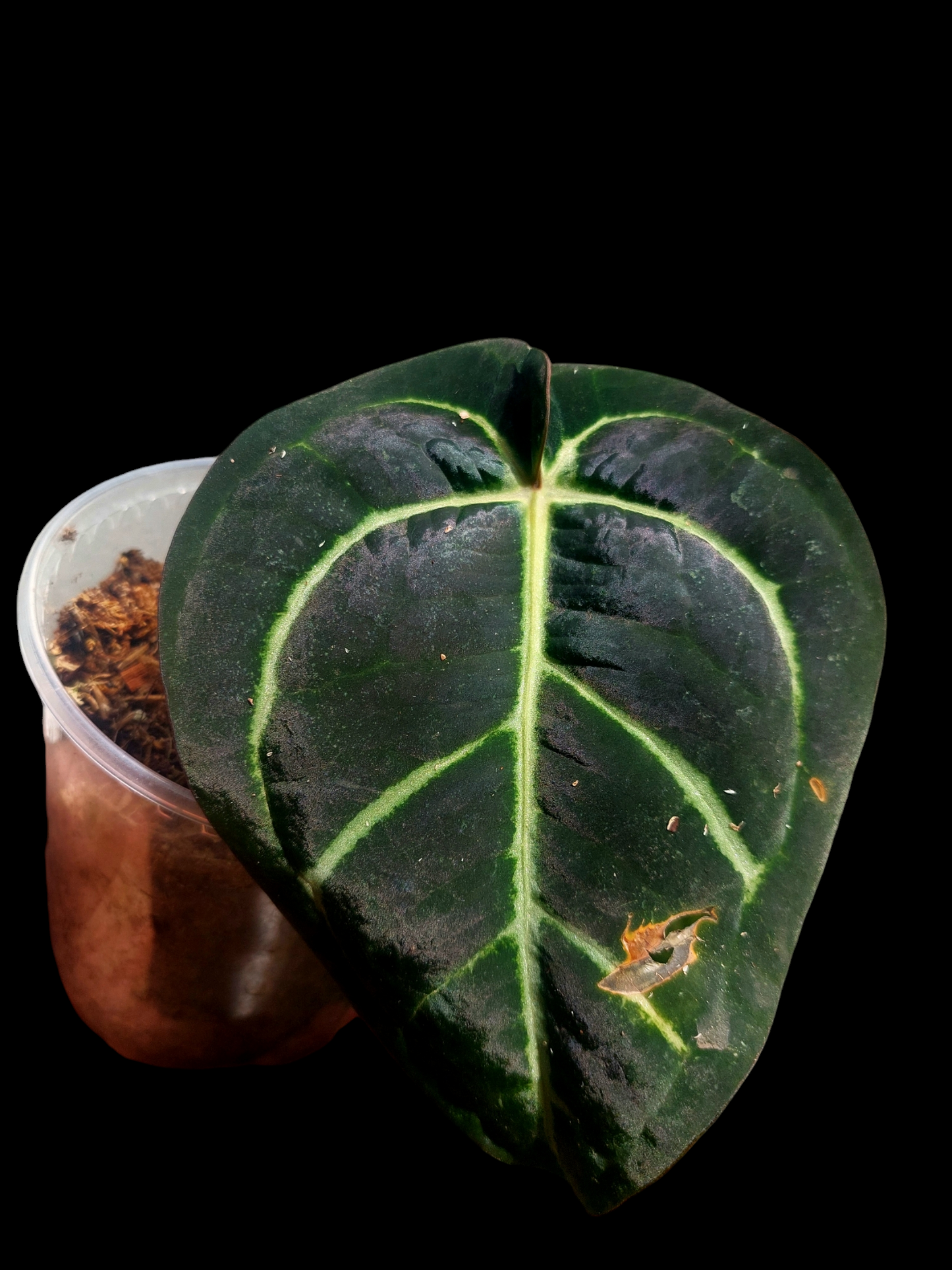 Anthurium Carlablackiae Pure Specie Wild Ecotype (EXACT PLANT)