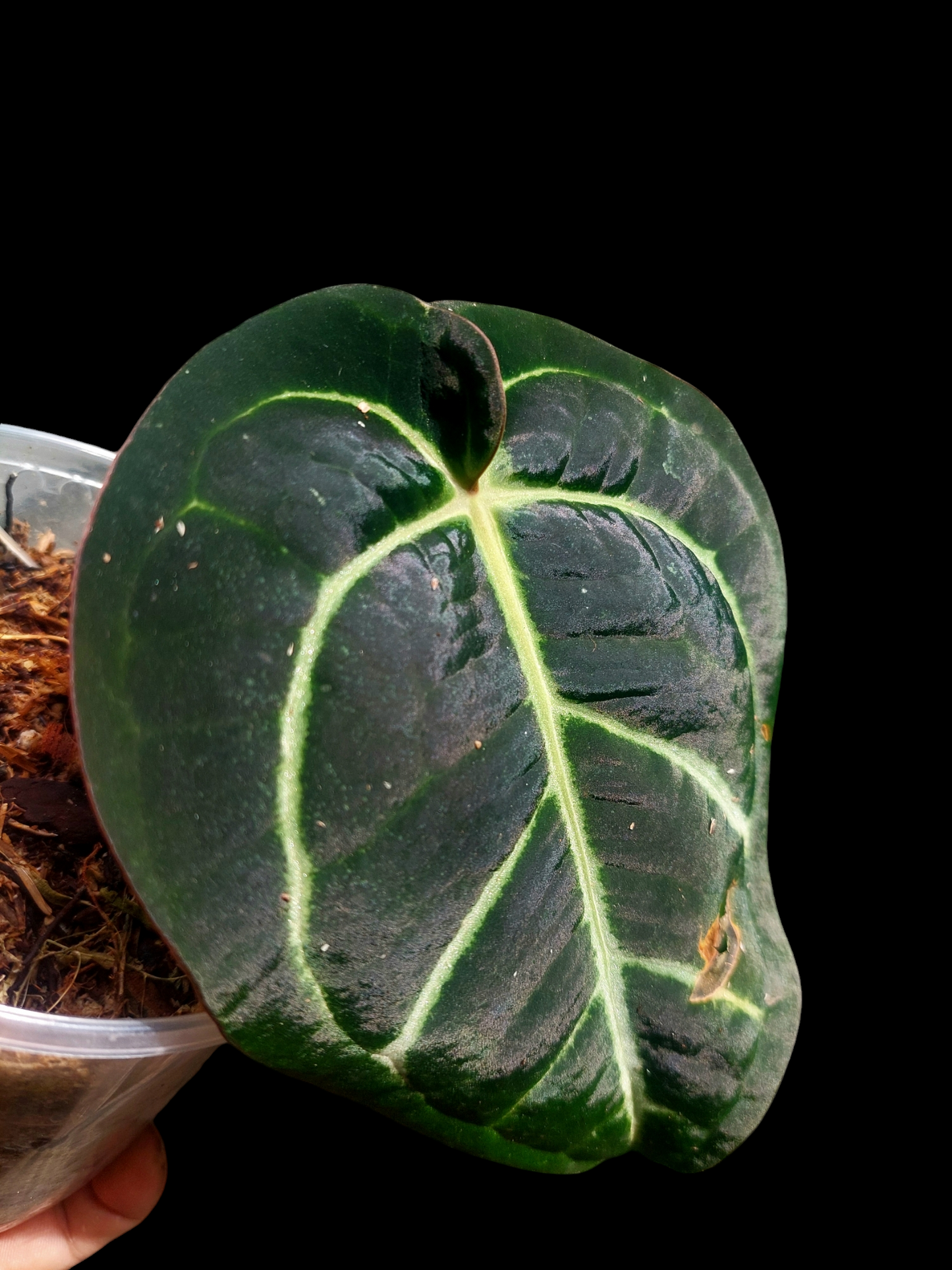 Anthurium Carlablackiae Pure Specie Wild Ecotype (EXACT PLANT)