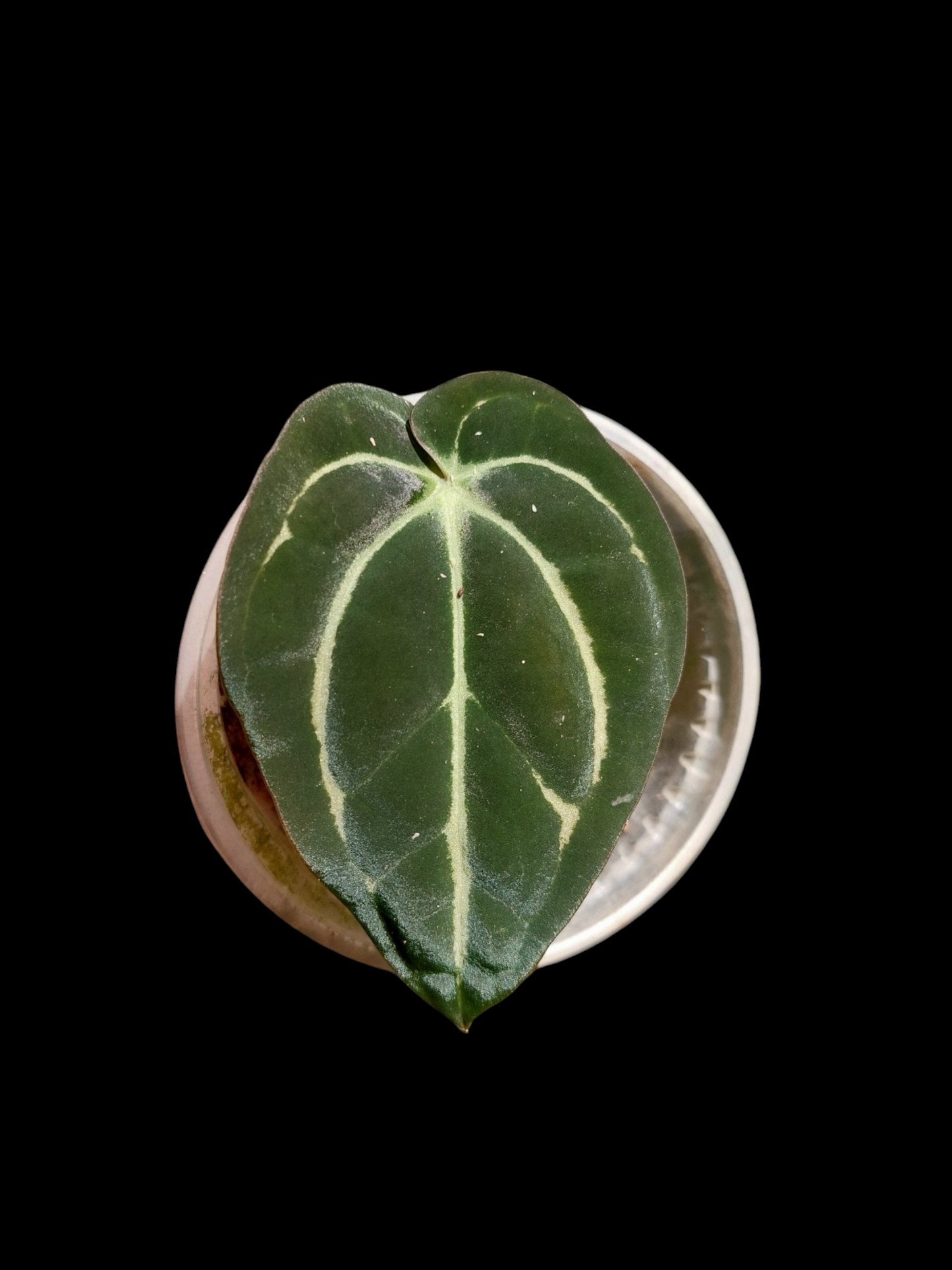 Anthurium Carlablackiae Wild Ecotype 1 Leaf Pure Specie Small Size  (EXACT PLANT)