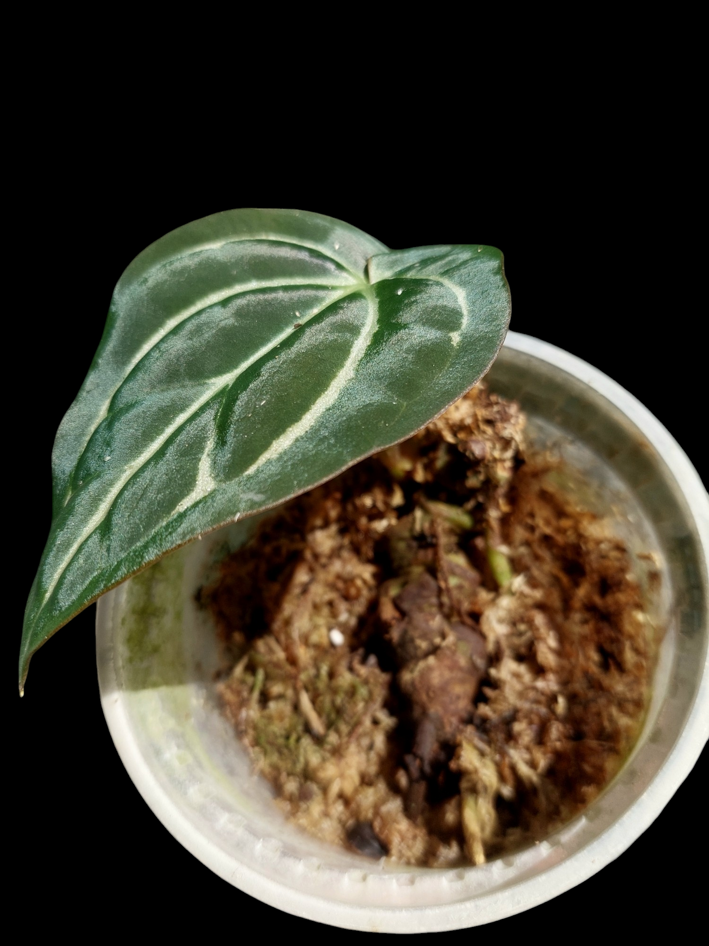 Anthurium Carlablackiae Wild Ecotype 1 Leaf Pure Specie Small Size  (EXACT PLANT)