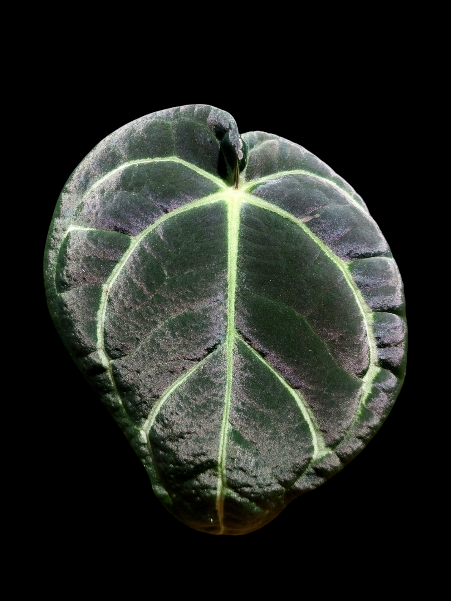 Anthurium Carlablackiae Special Phenotype Pure Specie Wild Ecotype (EXACT PLANT)