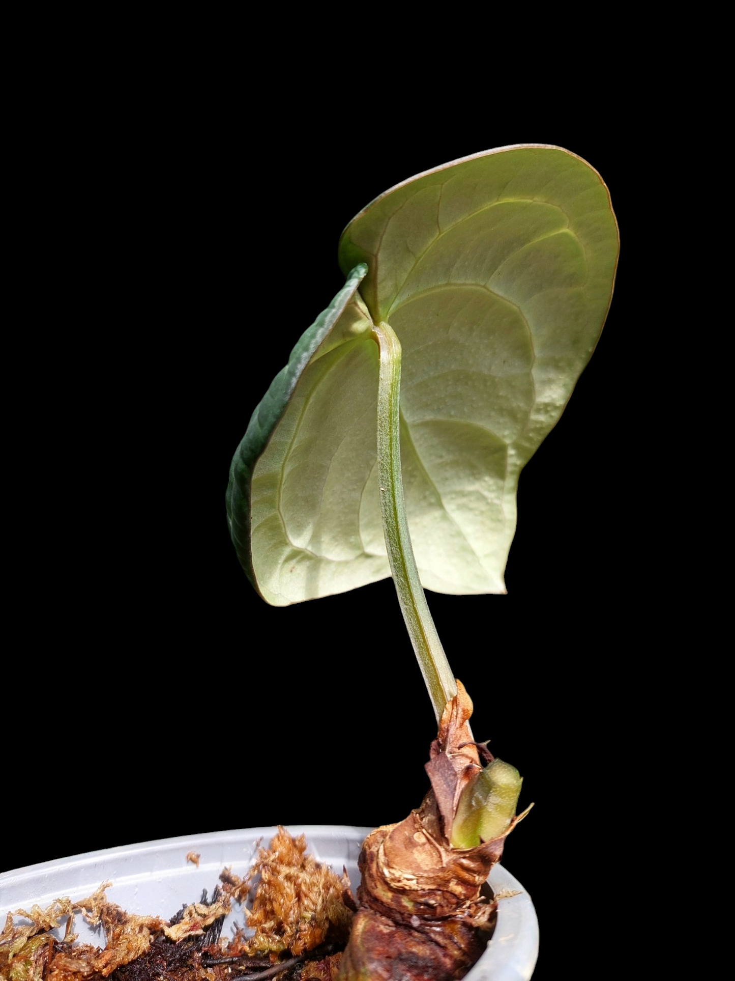 Anthurium Carlablackiae Special Phenotype Pure Specie Wild Ecotype (EXACT PLANT)