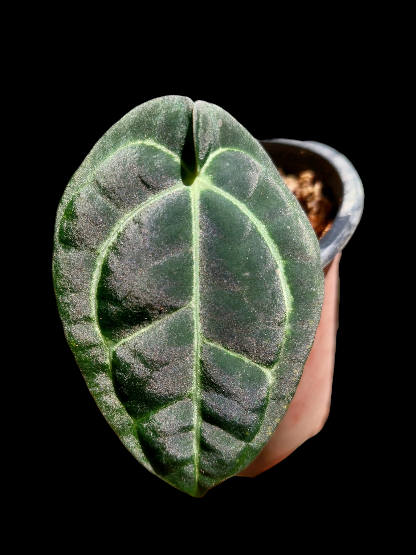 Anthurium Carlablackiae Wild Ecotype Pure Specie Small Size (EXACT PLANT)