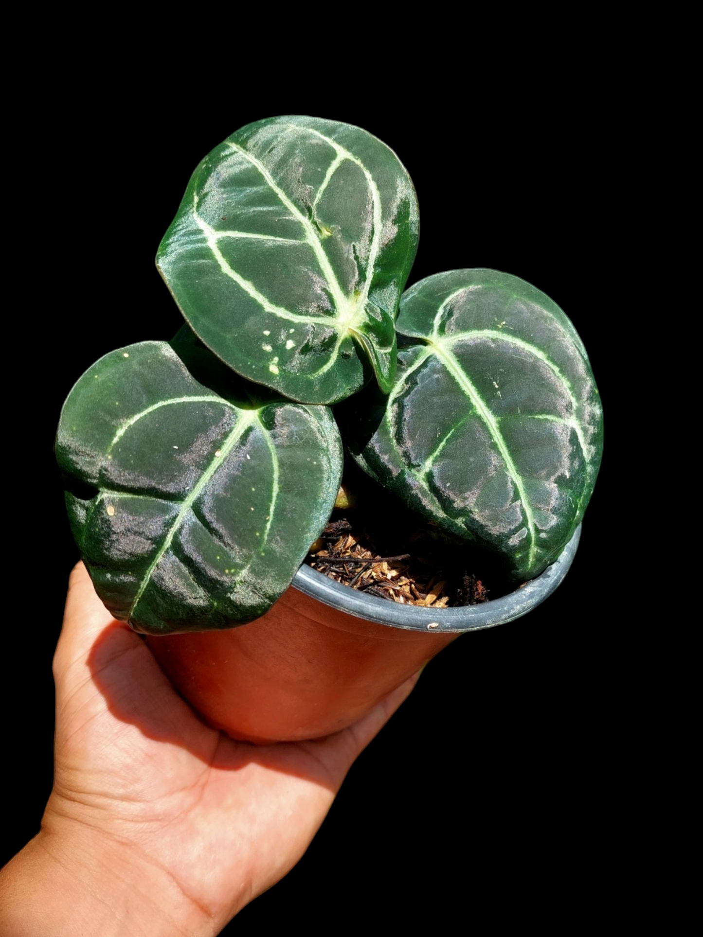 Anthurium Carlablackiae with 3 Leaves Wild Ecotype Pure Specie (EXACT PLANT)