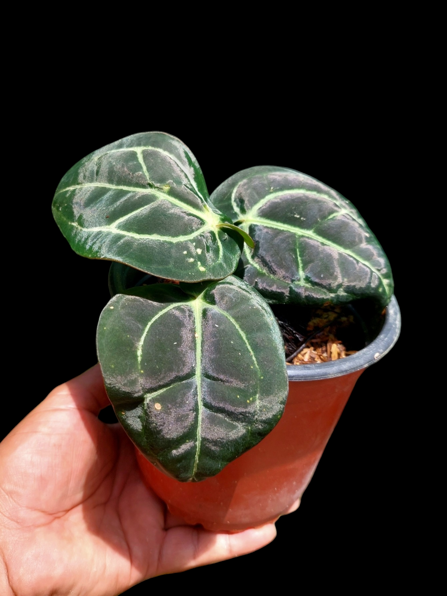 Anthurium Carlablackiae with 3 Leaves Wild Ecotype Pure Specie (EXACT PLANT)