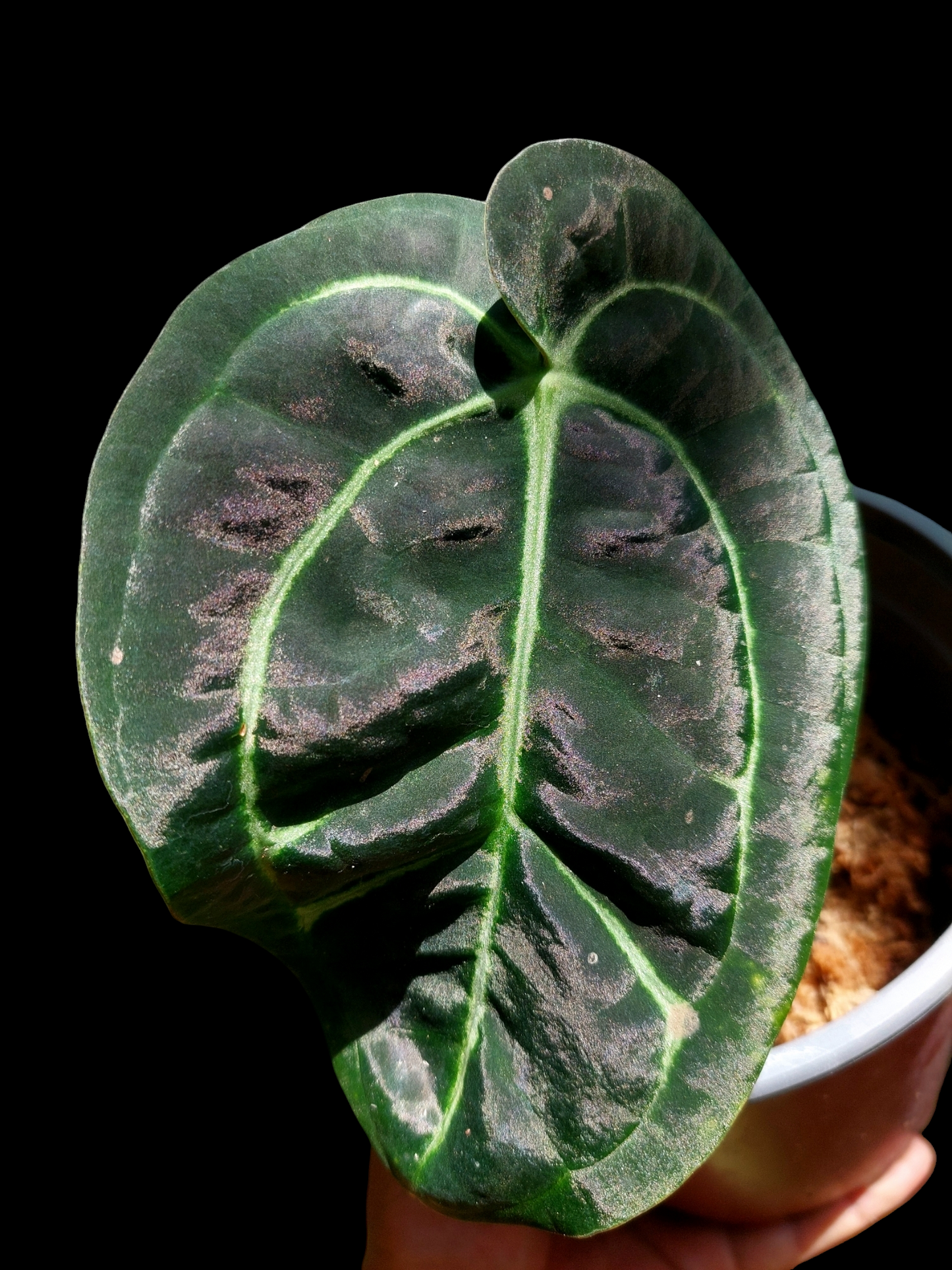 Anthurium Carlablackiae Wild Ecotype Pure Specie (EXACT PLANT) 0272