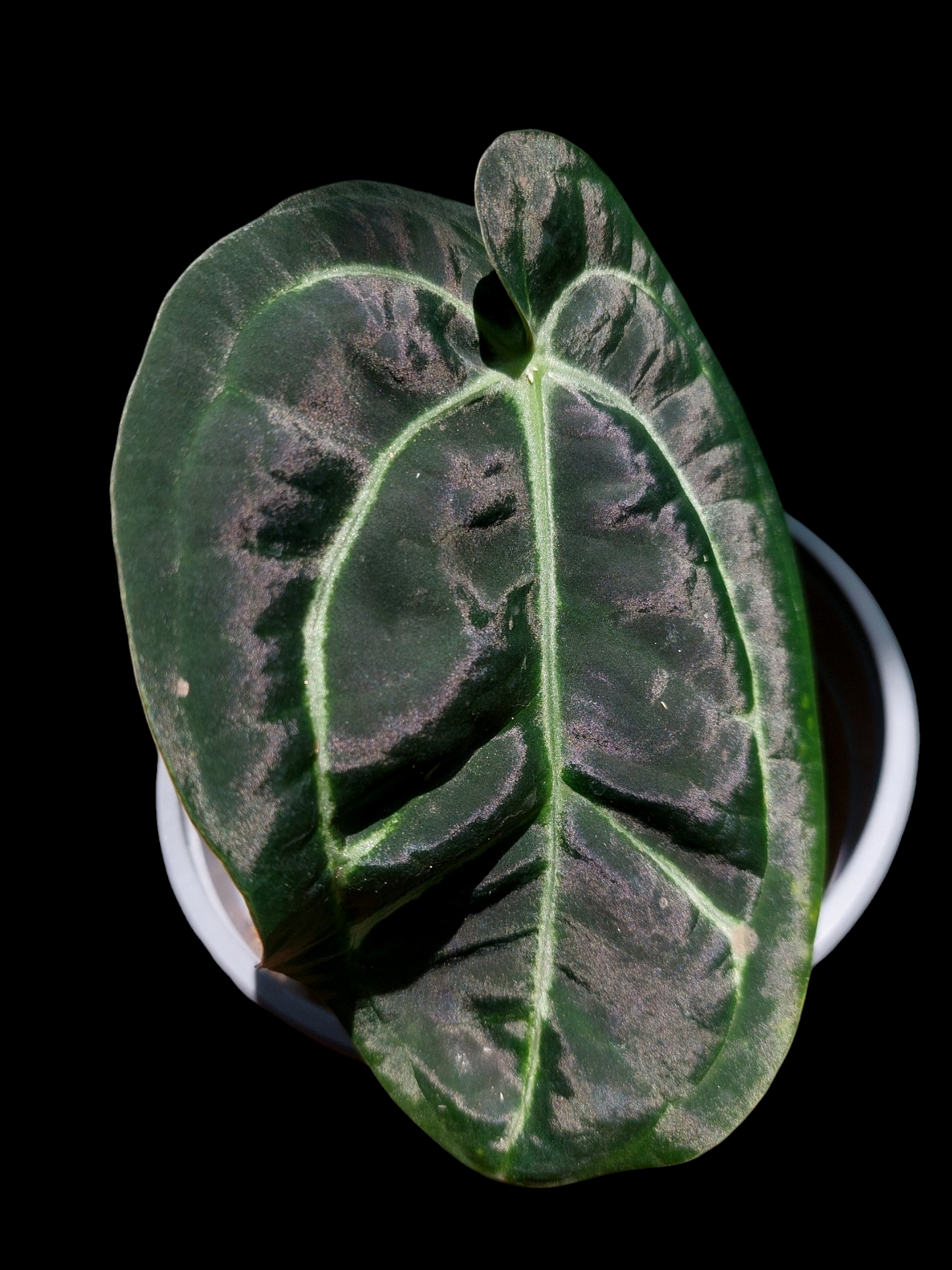 Anthurium Carlablackiae Wild Ecotype Pure Specie (EXACT PLANT) 0272