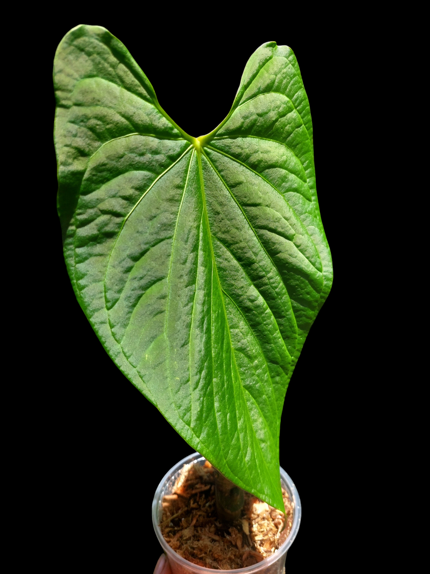 Anthurium sp. 'HuanuCense Velvet' Wild Ecotype LARGE PLANT (EXACT PLANT)