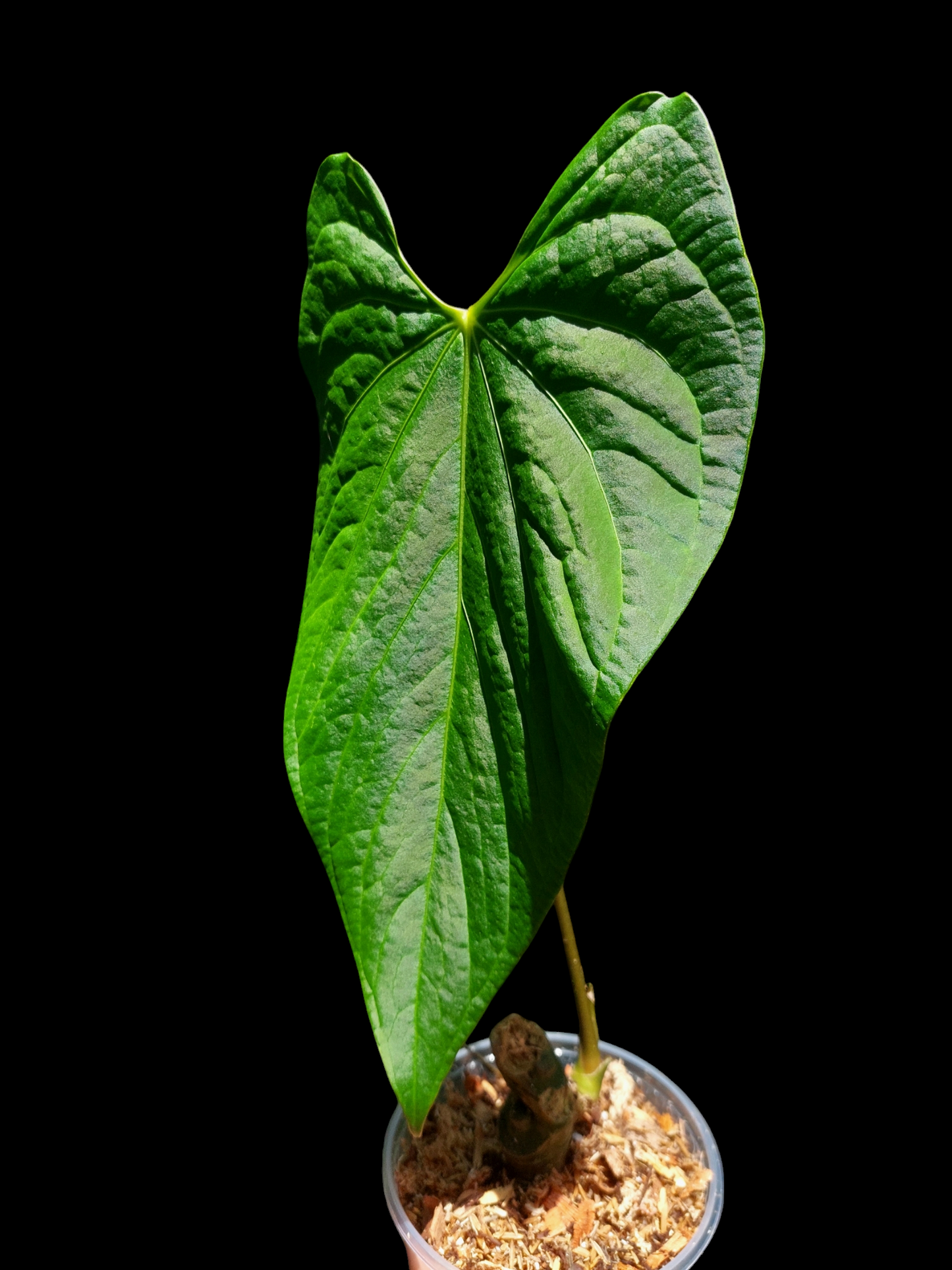 Anthurium sp. 'HuanuCense Velvet' Wild Ecotype LARGE PLANT (EXACT PLANT)