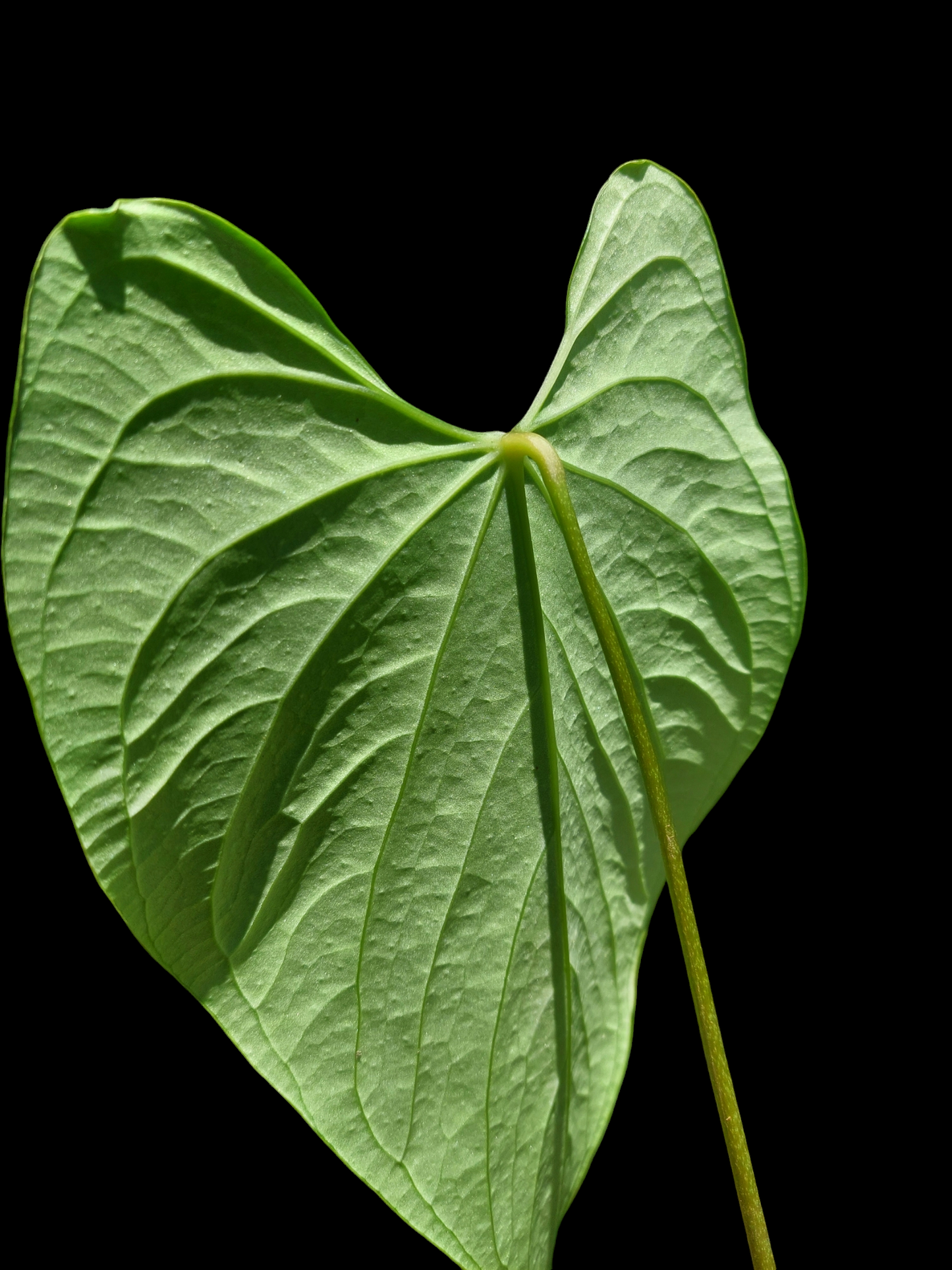 Anthurium sp. 'HuanuCense Velvet' Wild Ecotype LARGE PLANT (EXACT PLANT)