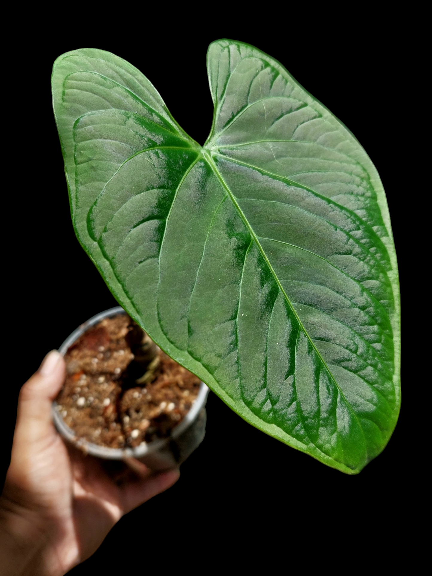 Anthurium sp. 'HuanuQuense Velvet' Wild Ecotype Small Size (EXACT PLANT)