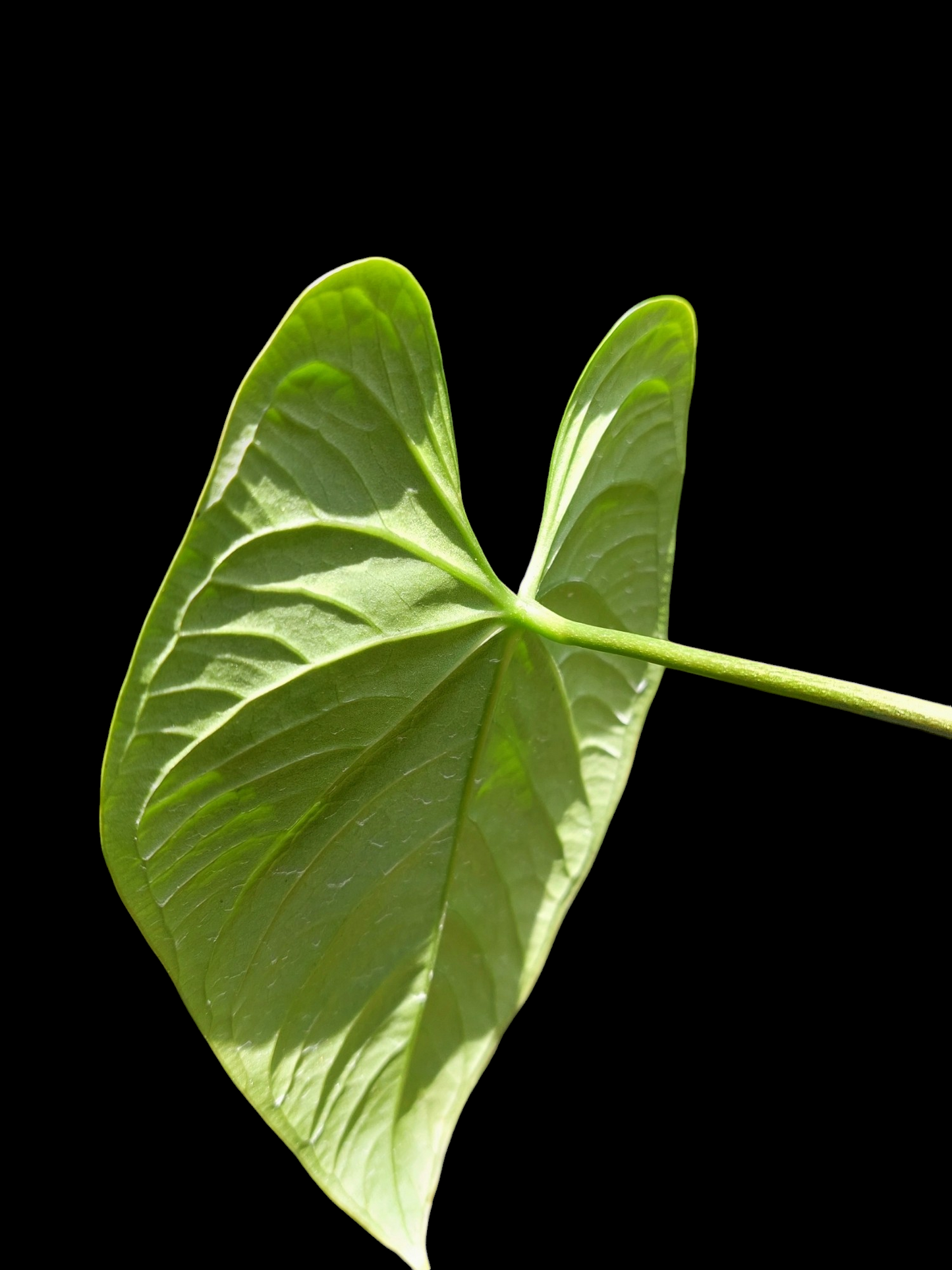 Anthurium sp. 'HuanuQuense Velvet' Wild Ecotype Small Size (EXACT PLANT)