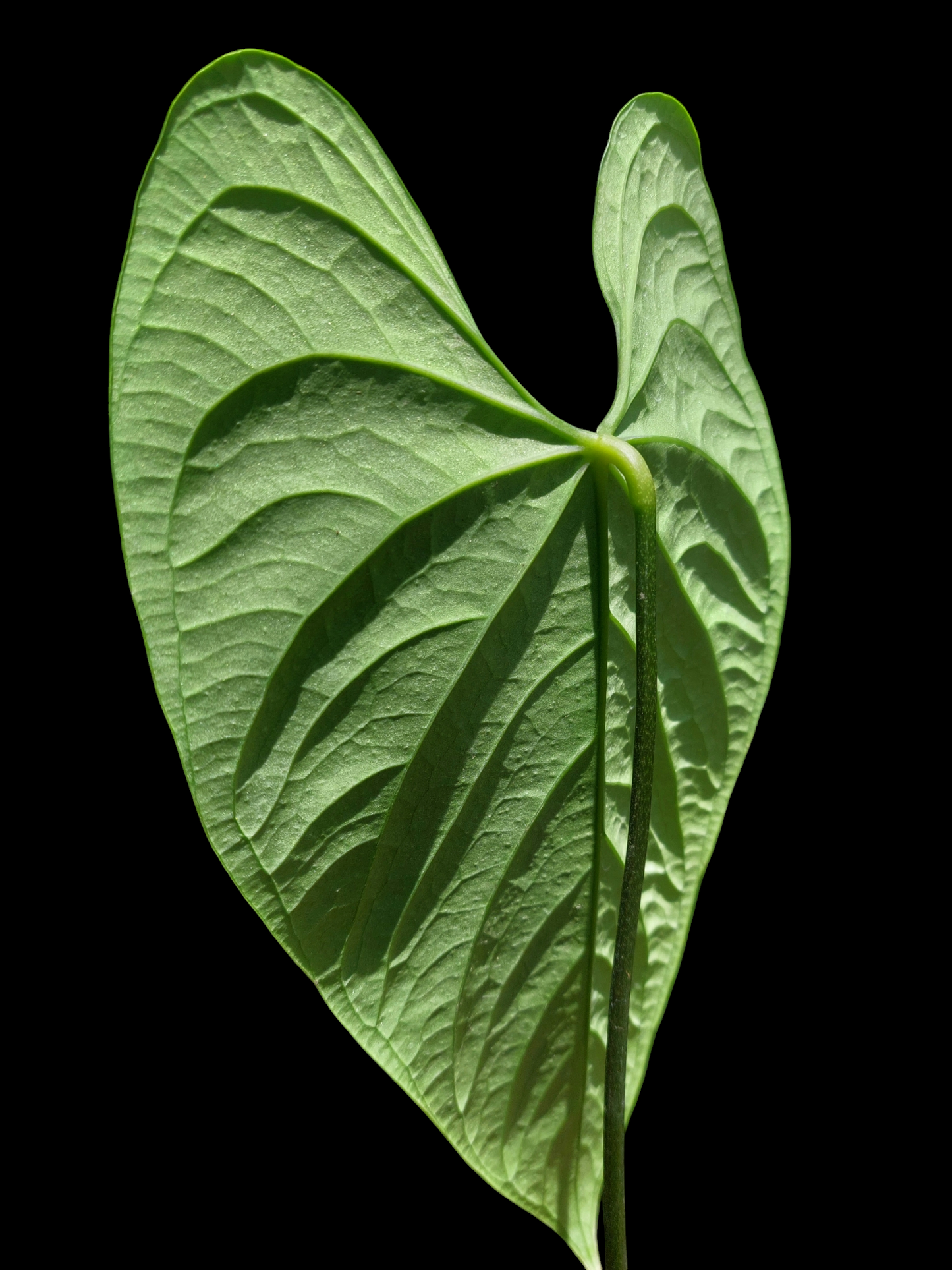 Anthurium sp. 'HuanuCense Velvet' Wild Ecotype LARGE PLANT (EXACT PLANT)