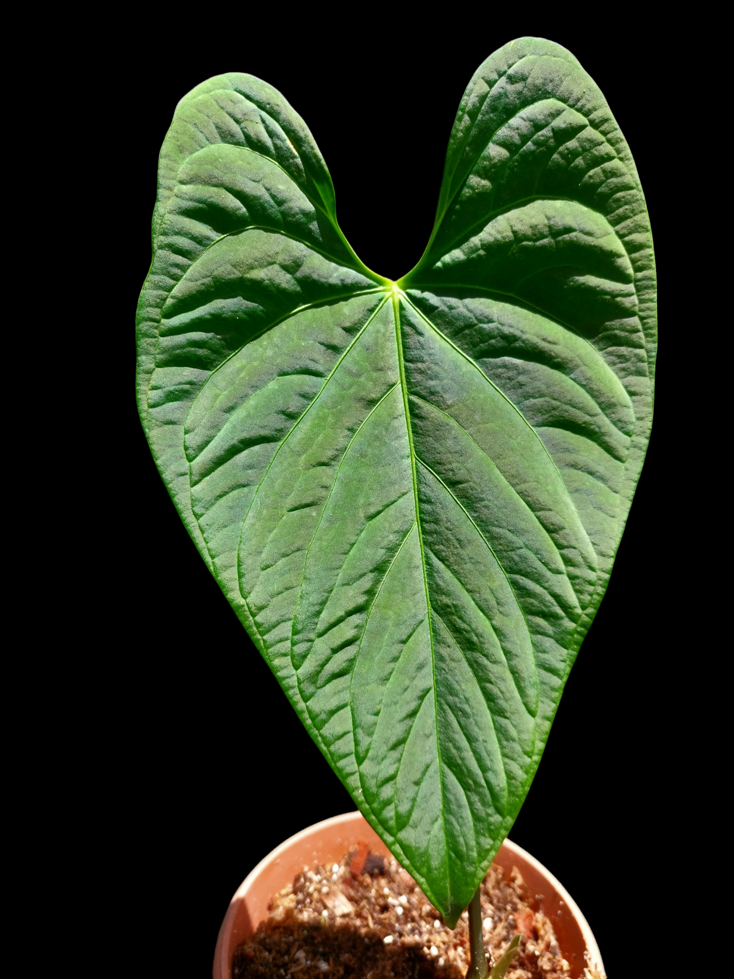 Anthurium sp. 'HuanuCense Velvet' Wild Ecotype LARGE PLANT (EXACT PLANT)