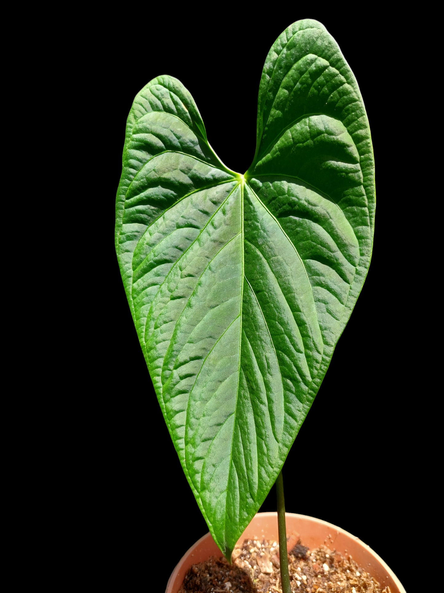 Anthurium sp. 'HuanuCense Velvet' Wild Ecotype LARGE PLANT (EXACT PLANT)