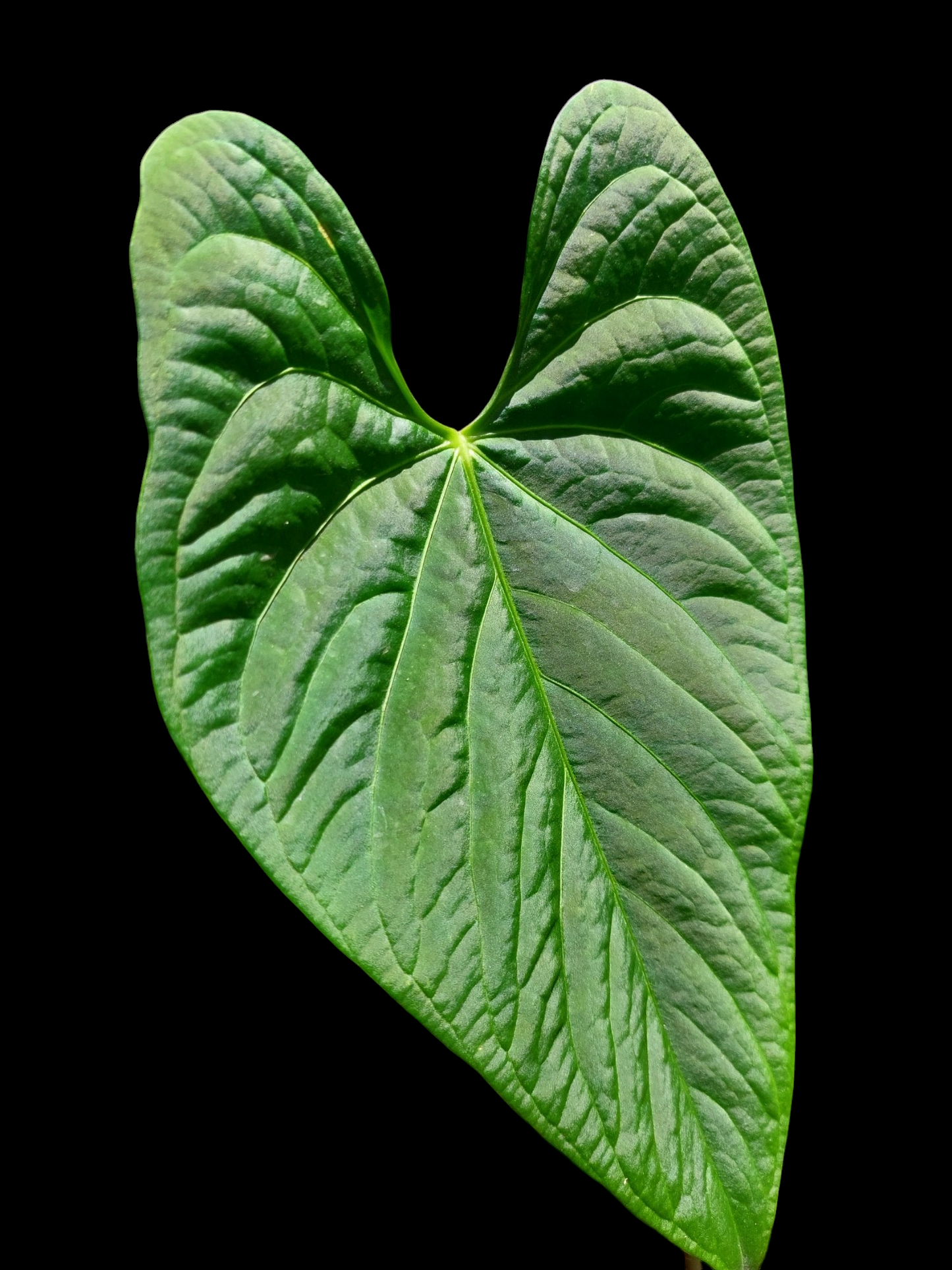 Anthurium sp. 'HuanuCense Velvet' Wild Ecotype LARGE PLANT (EXACT PLANT)