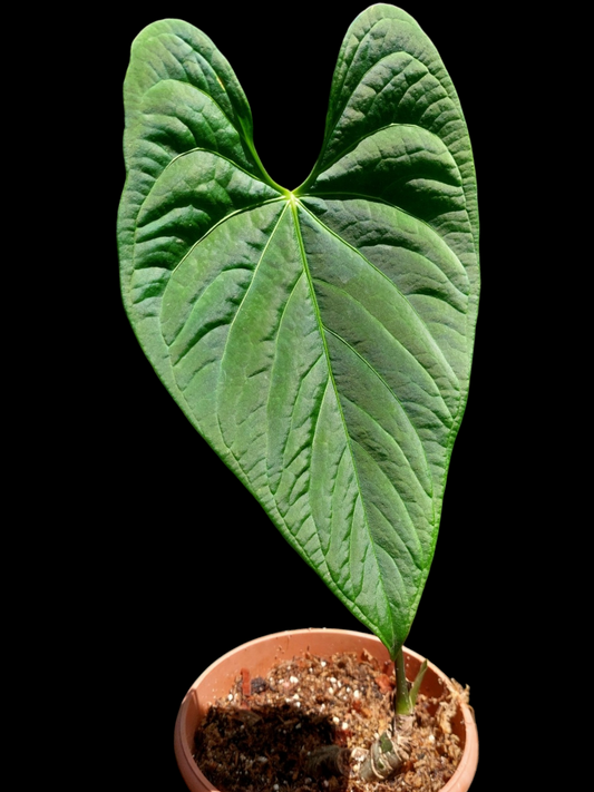 Anthurium sp. 'HuanuCense Velvet' Wild Ecotype LARGE PLANT (EXACT PLANT)