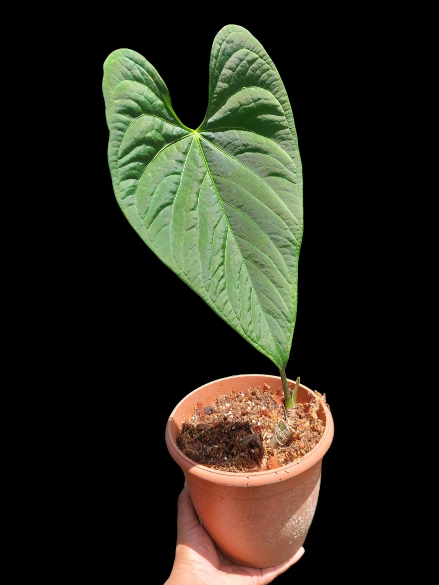 Anthurium sp. 'HuanuCense Velvet' Wild Ecotype LARGE PLANT (EXACT PLANT)