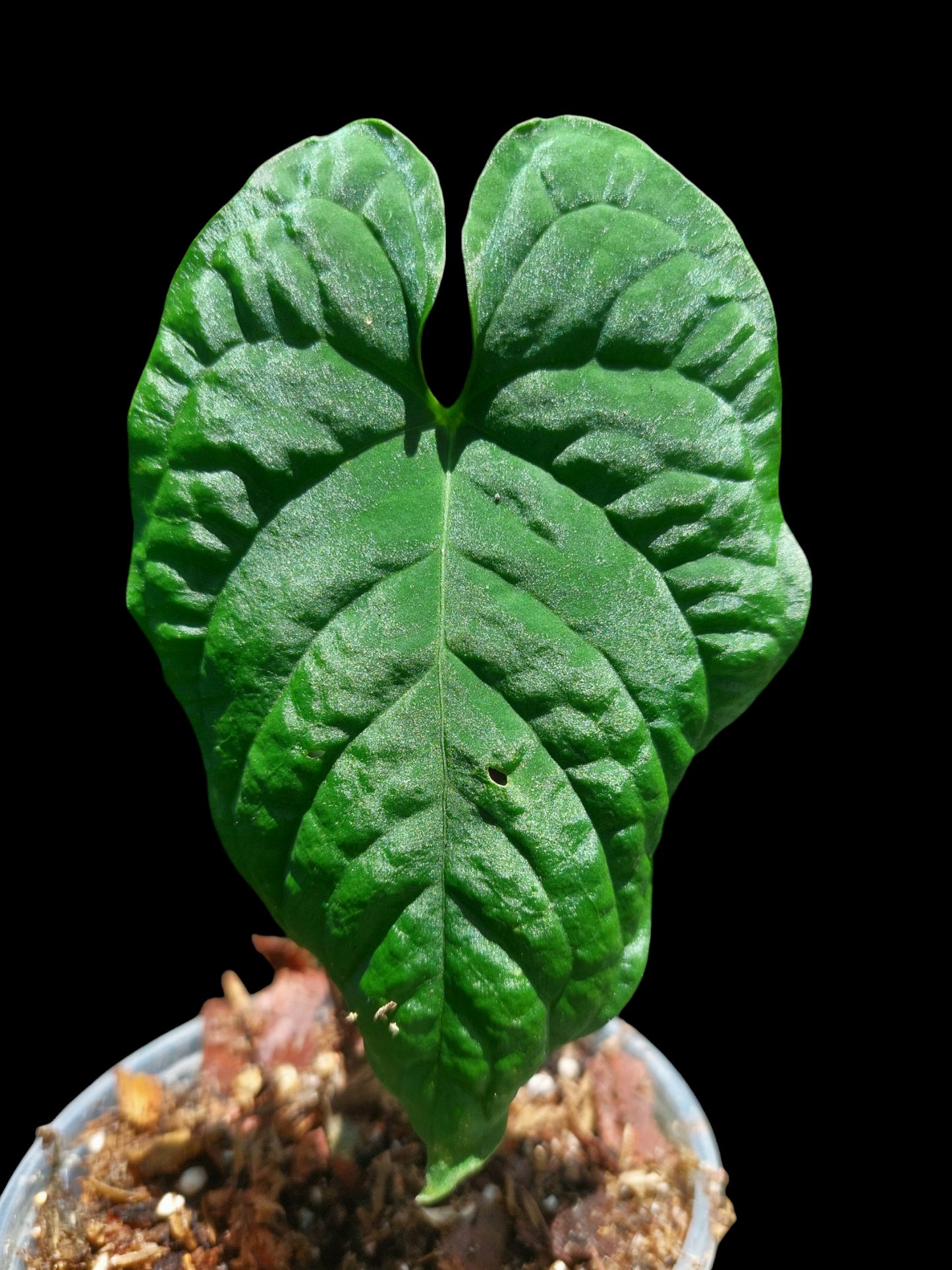 Anthurium Sp. Purple Wild Ecotype (EXACT PLANT)