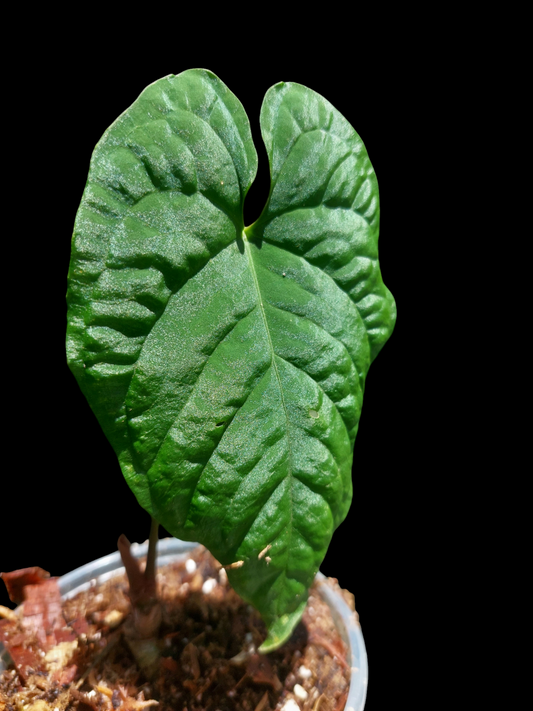 Anthurium Sp. Purple Wild Ecotype (EXACT PLANT)