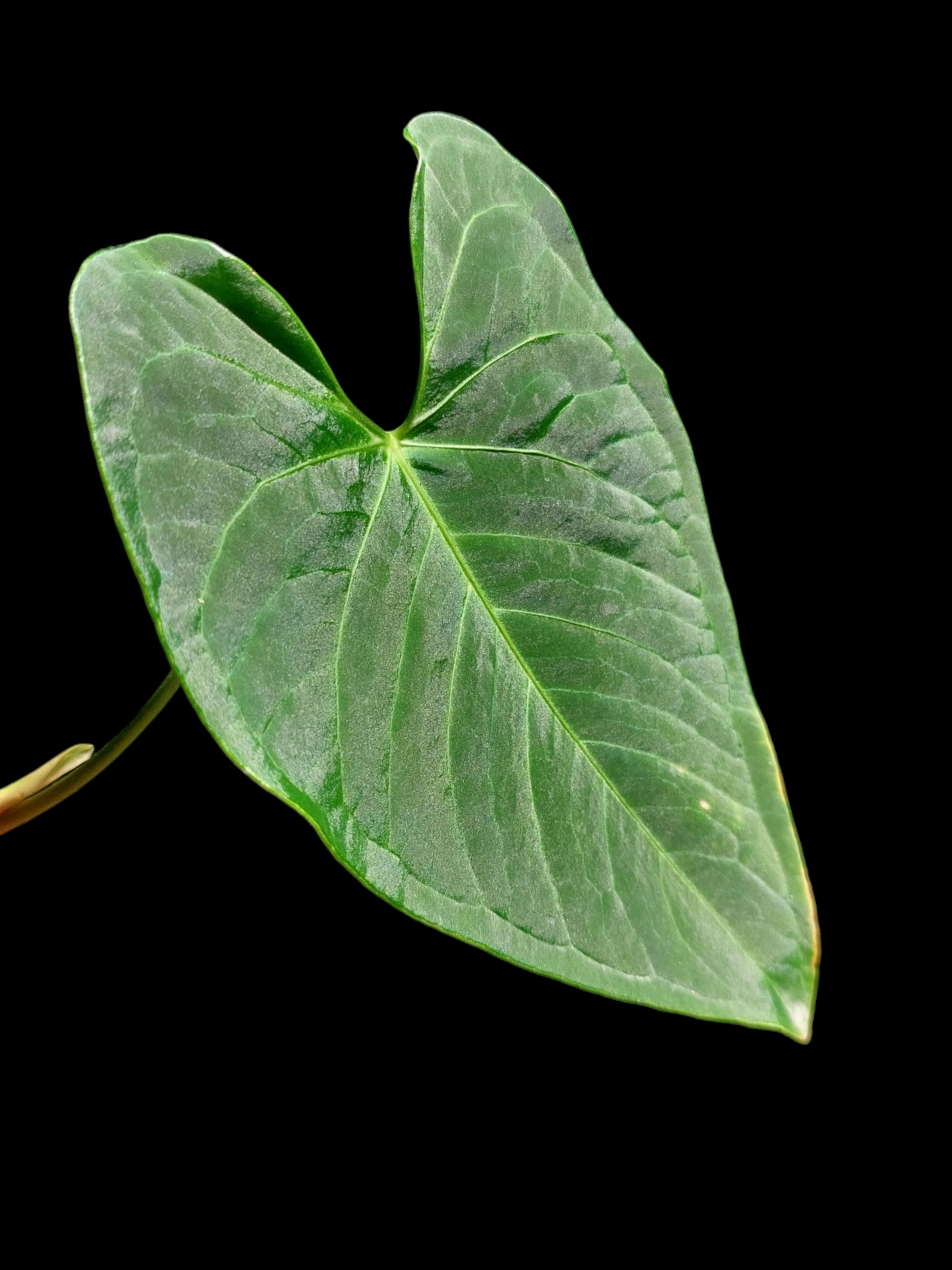 Anthurium sp. 'HuanuQuense Velvet' Wild Ecotype Small Size (EXACT PLANT)