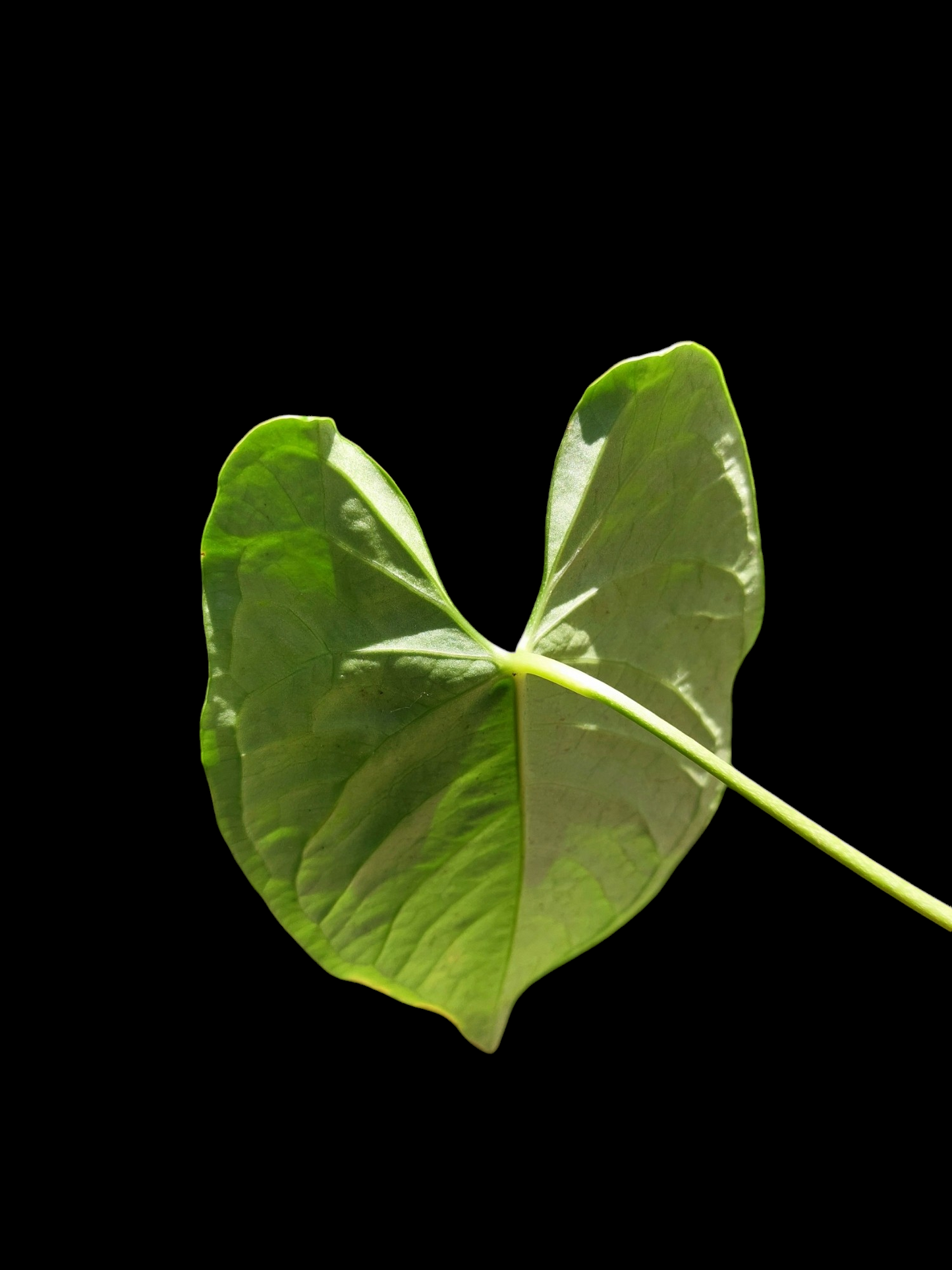 Anthurium sp. 'HuanuQuense Velvet' Wild Ecotype Small Size (EXACT PLANT)