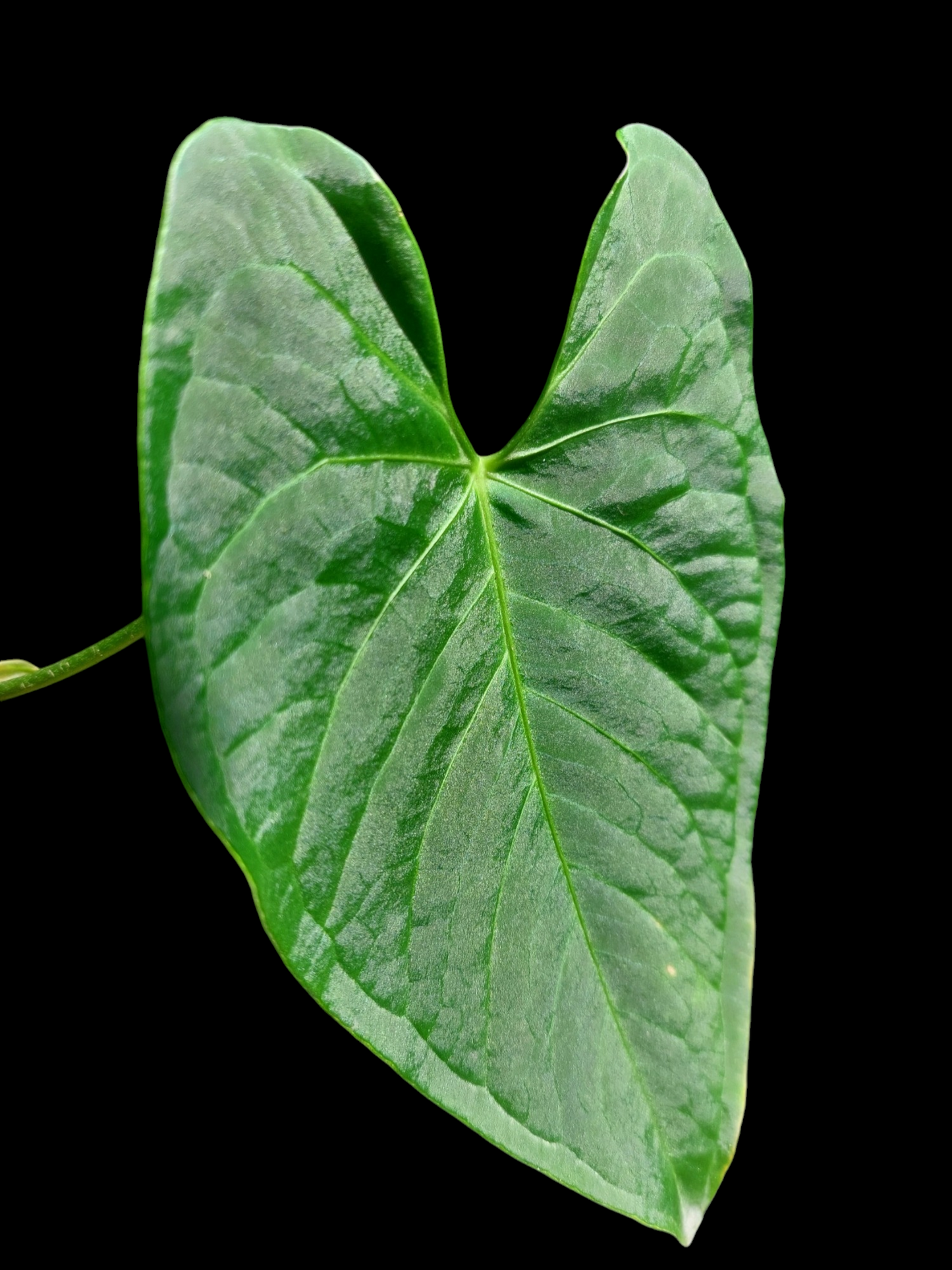 Anthurium sp. 'HuanuQuense Velvet' Wild Ecotype Small Size (EXACT PLANT)